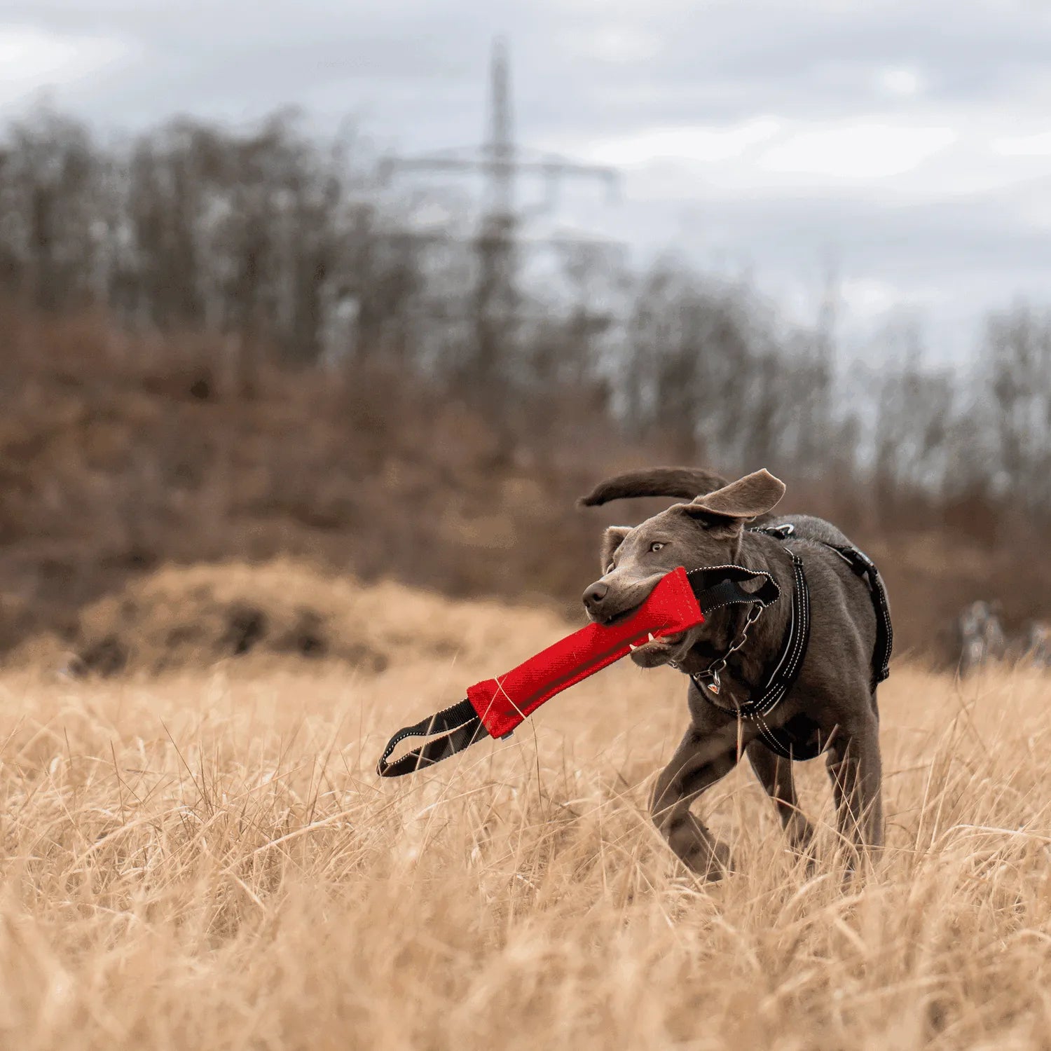 Hund mit schwarzen Y-Geschirr und rot schwarzen Baumwoll Bringsel tobt auf der Wiese