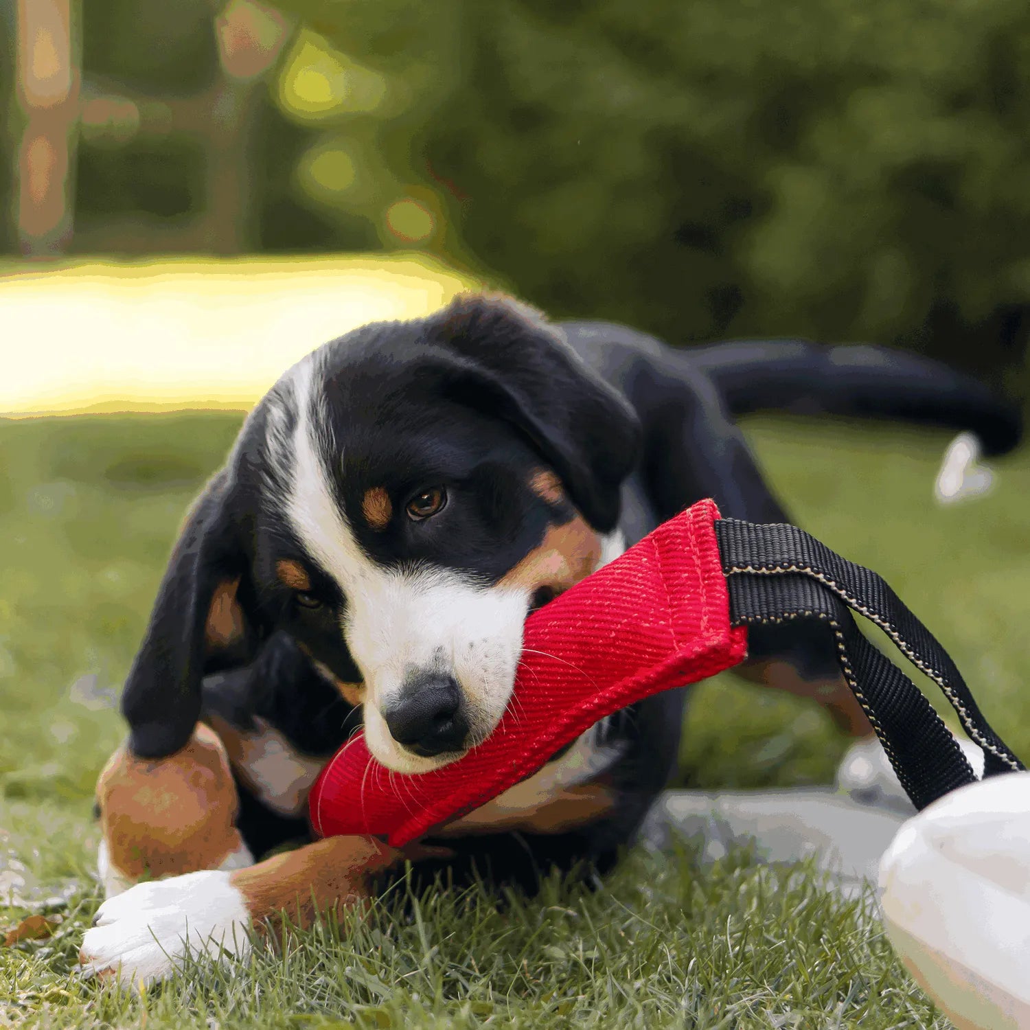 Boudins de mordant pour chiens - Coton