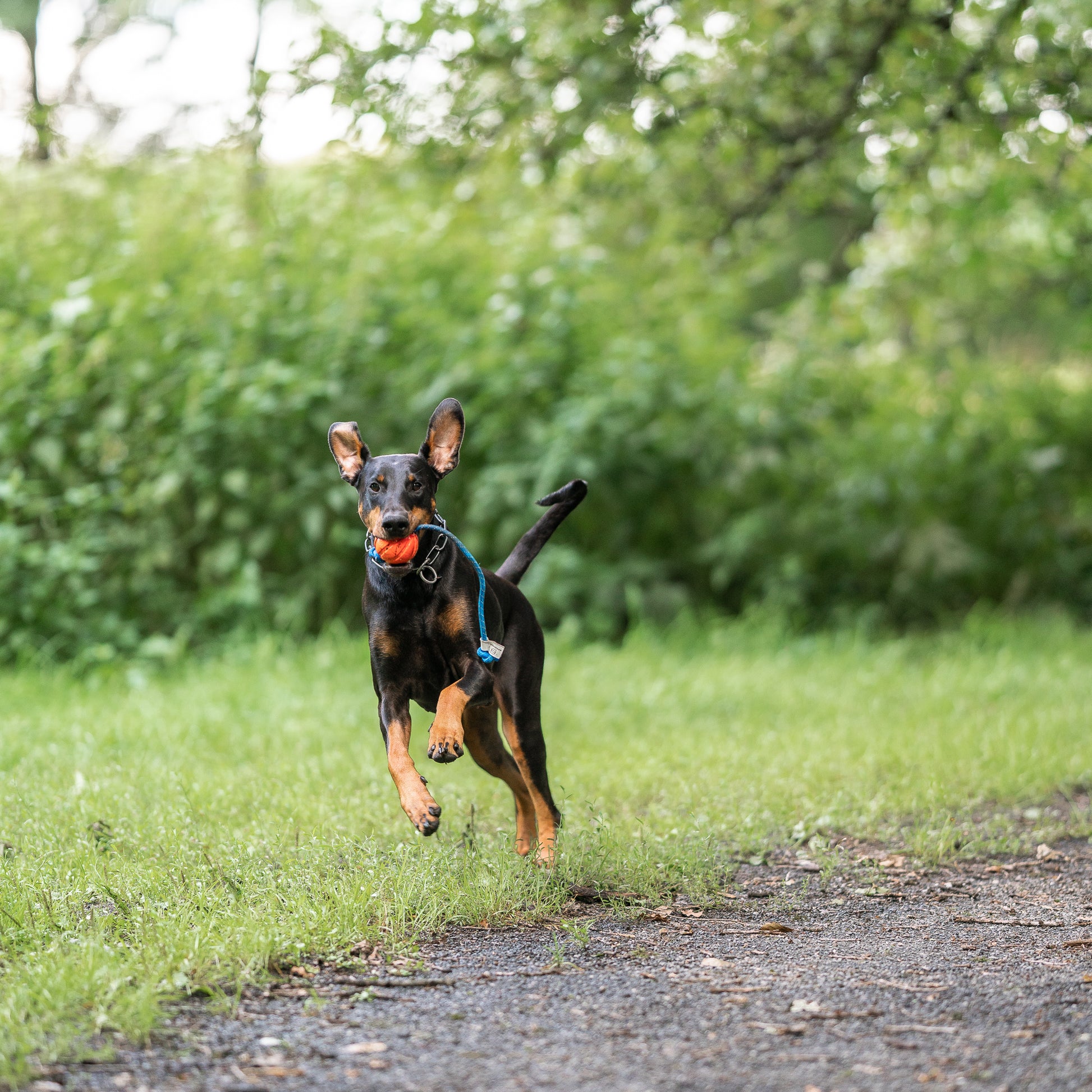 Hund mit Spielball am Seil durch den Park rennend