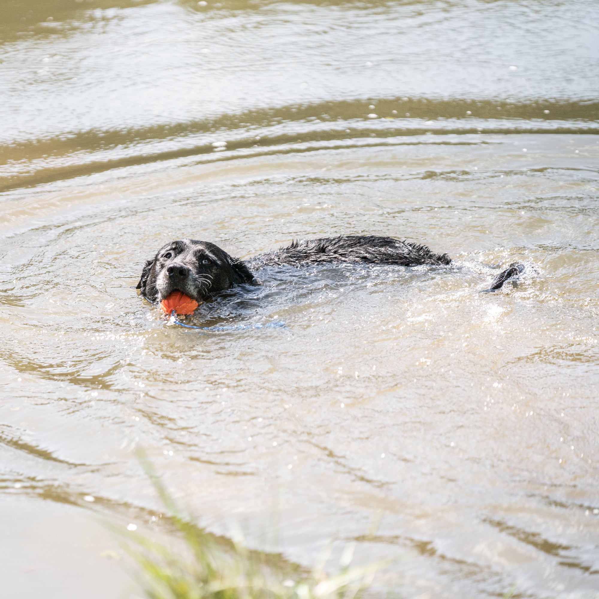 Palla giocattolo per cani su una corda