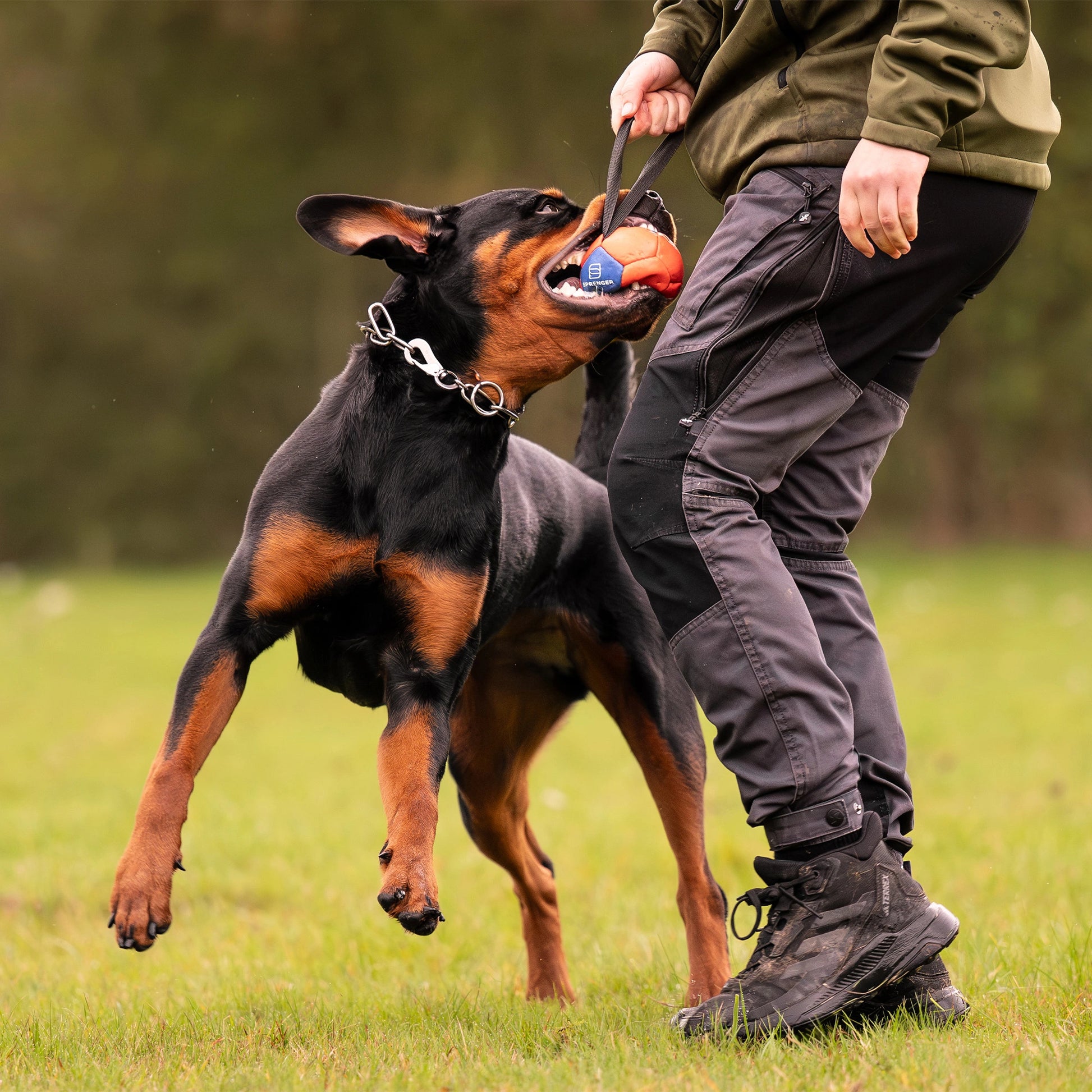 Rottweiler trägt eine Edelstahlhalskette mit Haken. Mensch hat einen veganen Lederball an der Handschlaufe in der Hand während der Hund ihn im Maul hat.