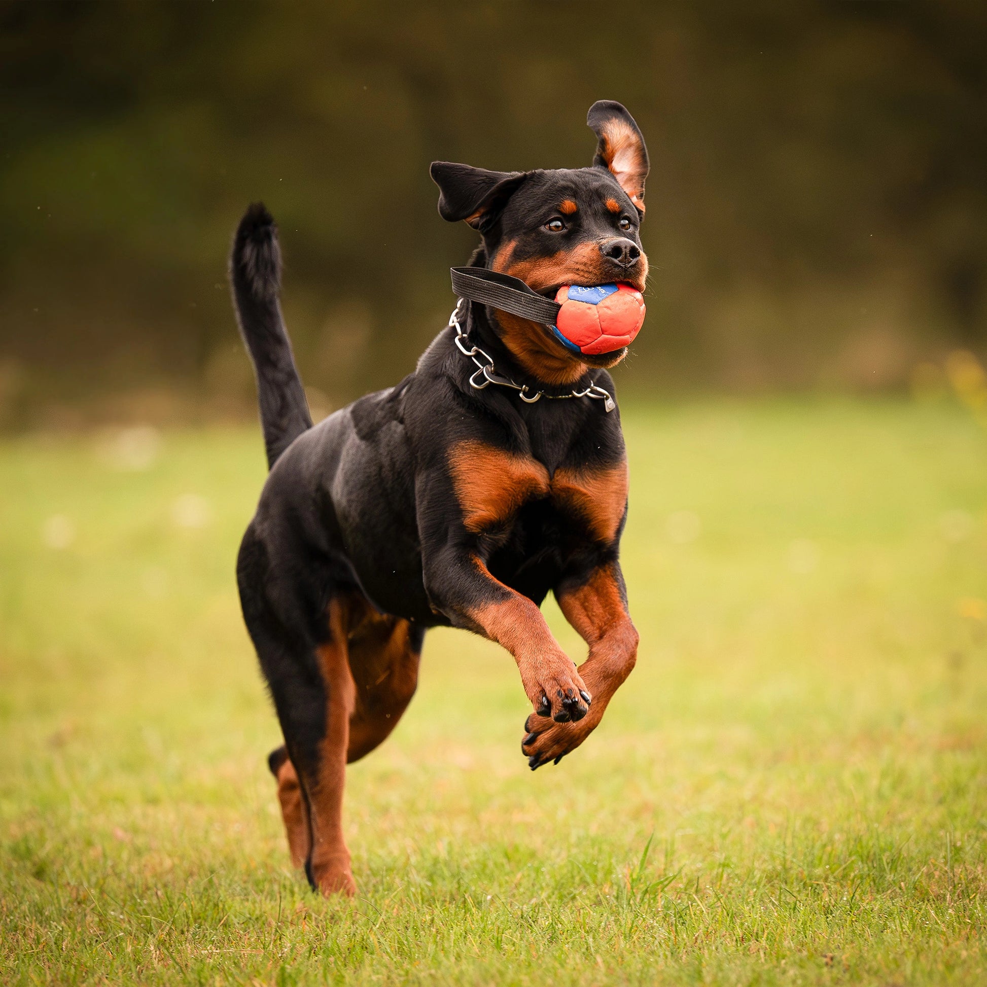 Rottweiler trägt eine Edelstahlhalskette mit Haken und hat einen veganen Lederball im Maul
