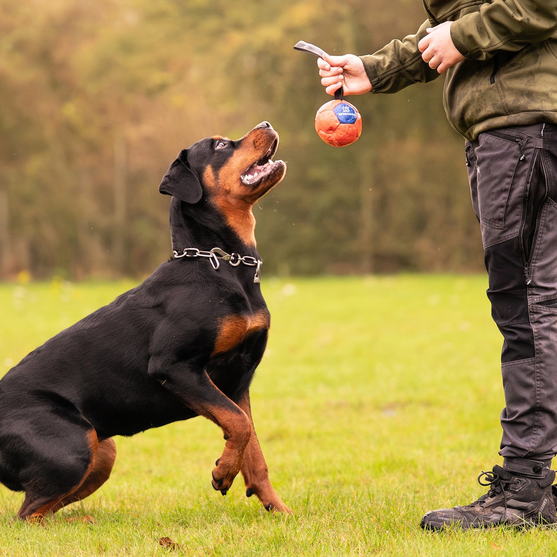 Rottweiler trägt eine Edelstahlhalskette mit Haken. Mensch hat vor ihm einen veganen Lederball an der Handschlaufe in der Hand.