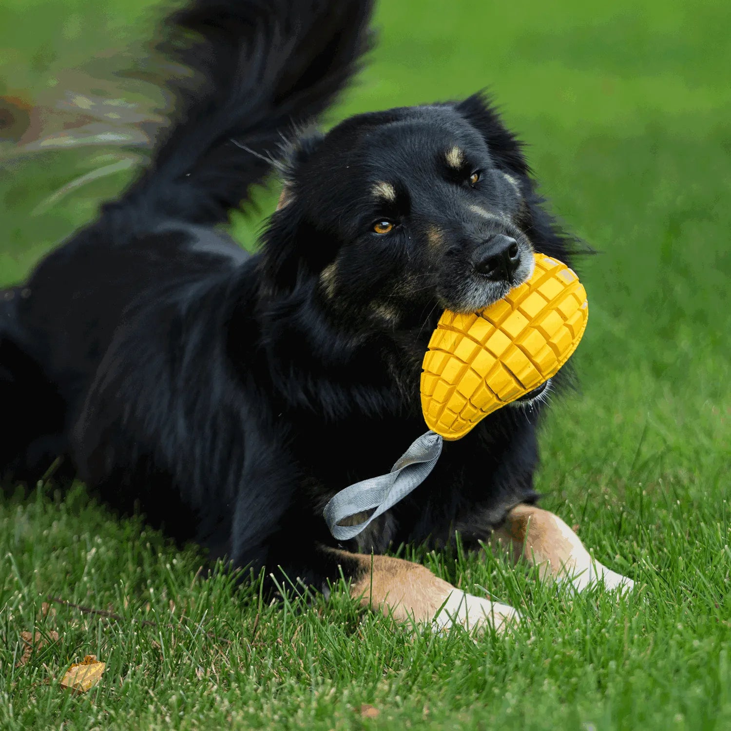 schwarzer Hund mit Hundespielzeug Mango auf der Wiese