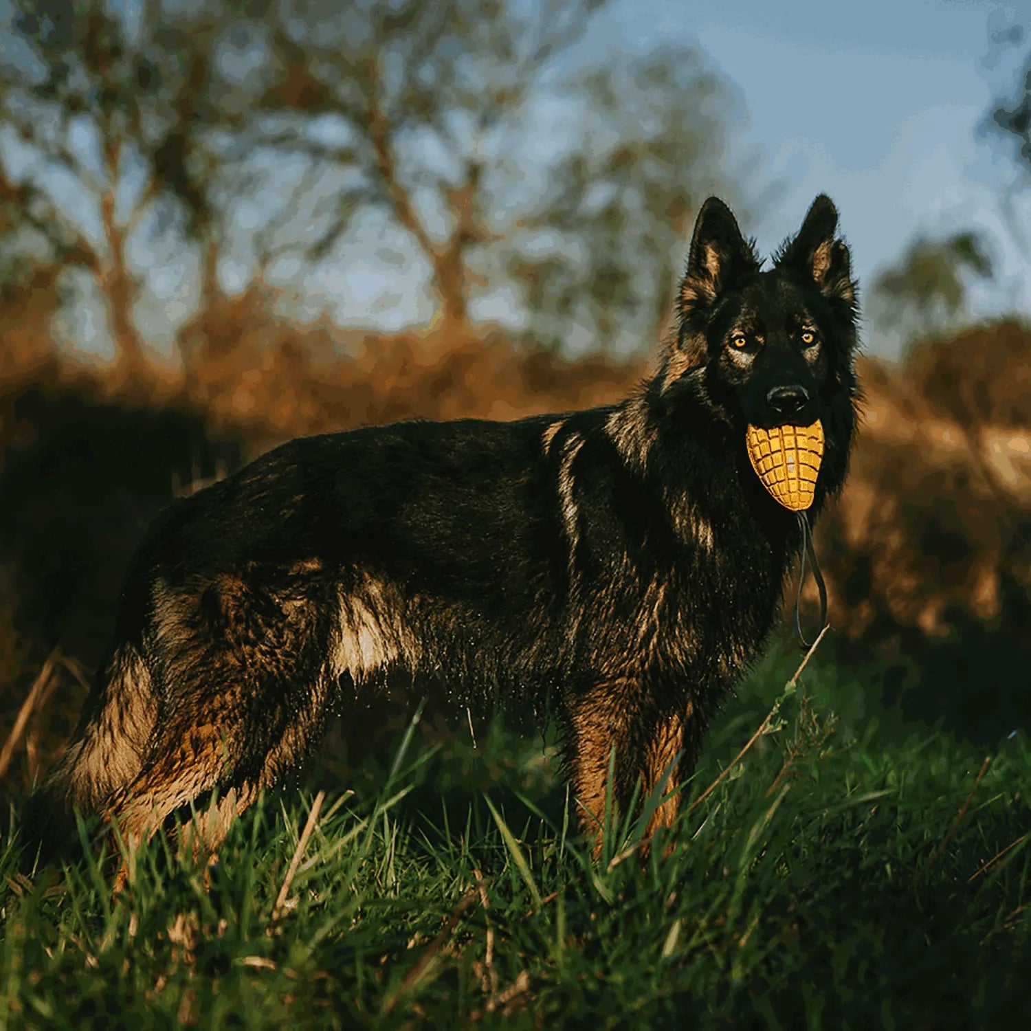 Hund mit Hundespielezug Mango auf der Wiese