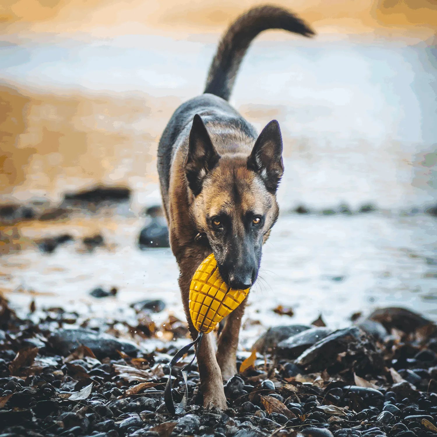 Hund mit Hundespielzeug Mango am See