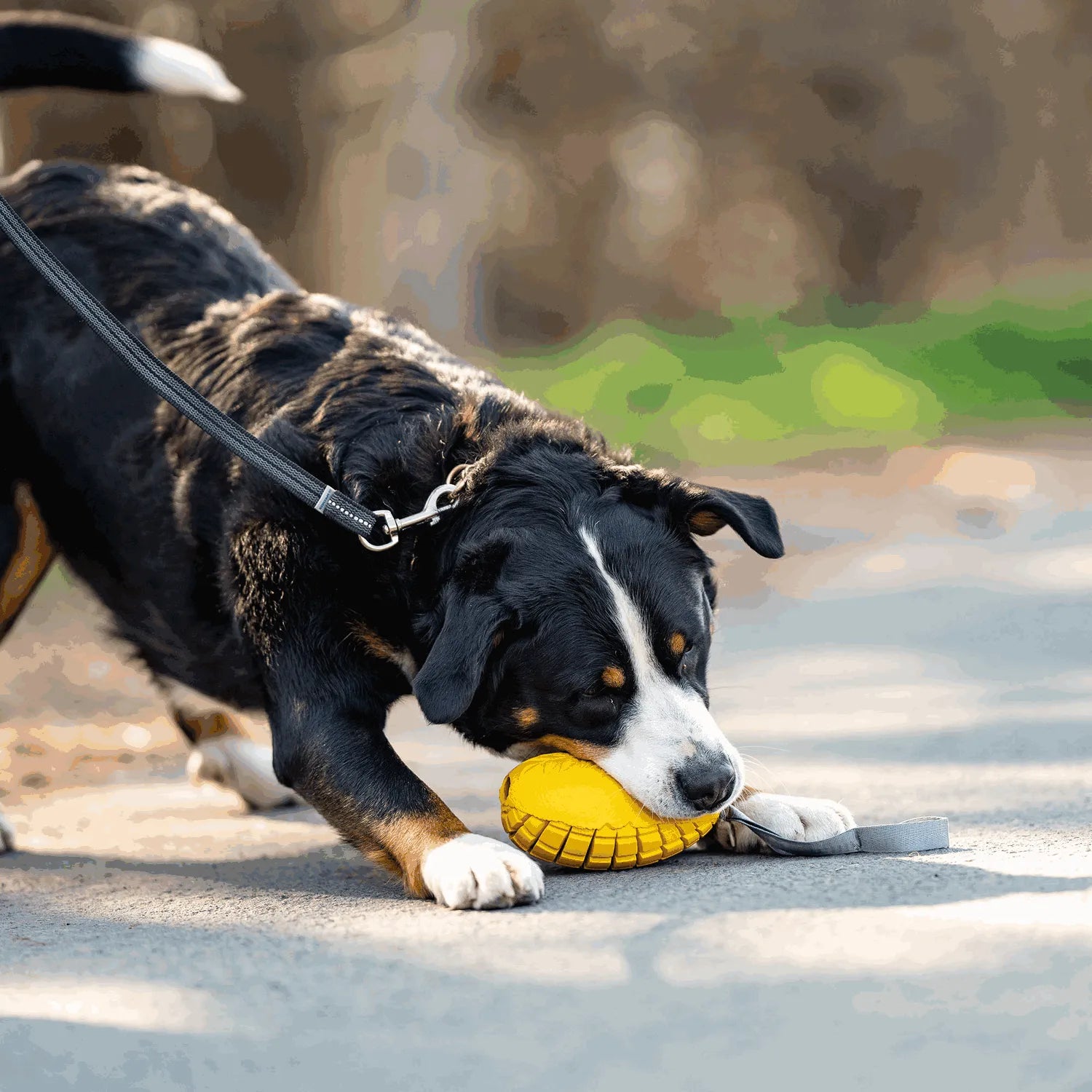 Hund spielt mit Hundespielzeug Mango