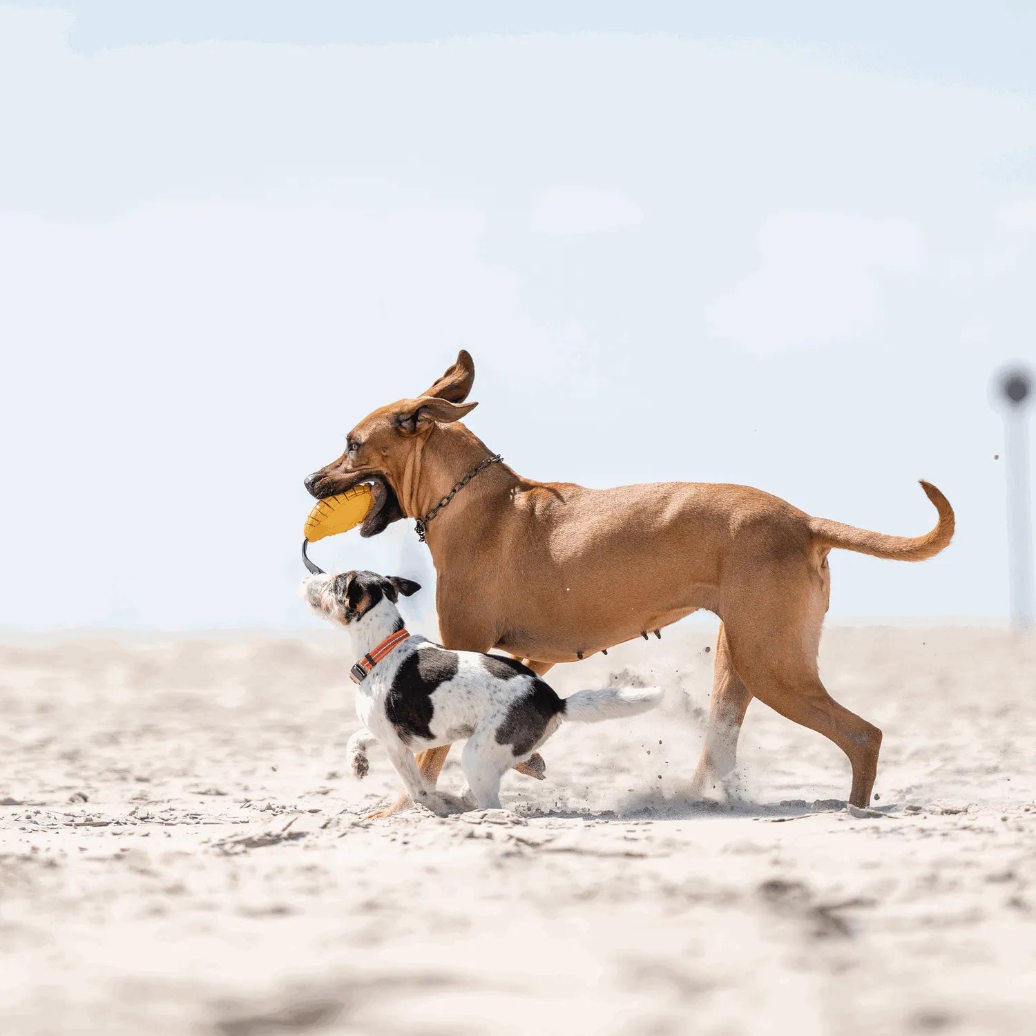 Hunde mit Hundespielzeug Mango am Strand