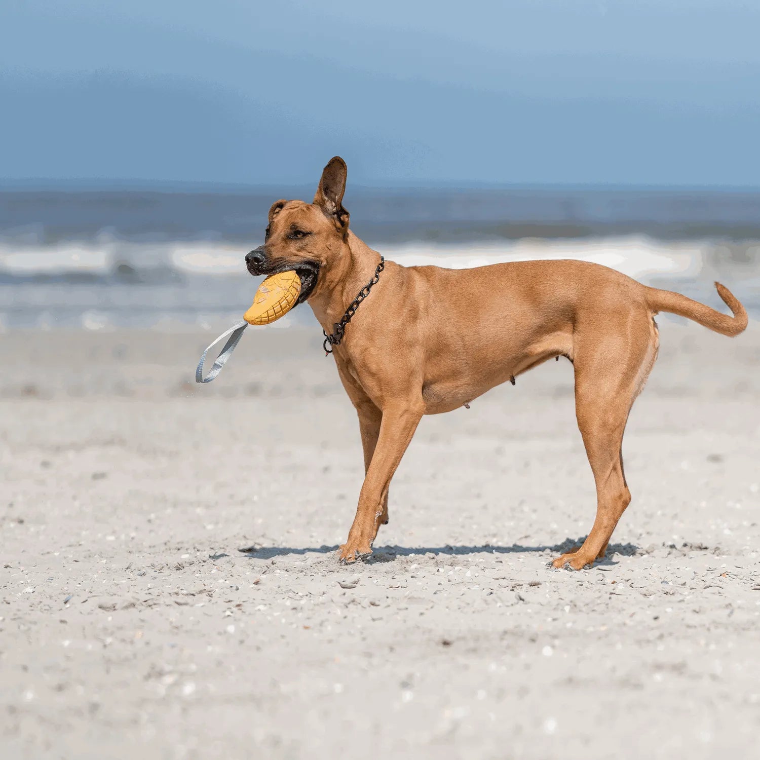 Hund mit Hundespielzeug Mango am Strand