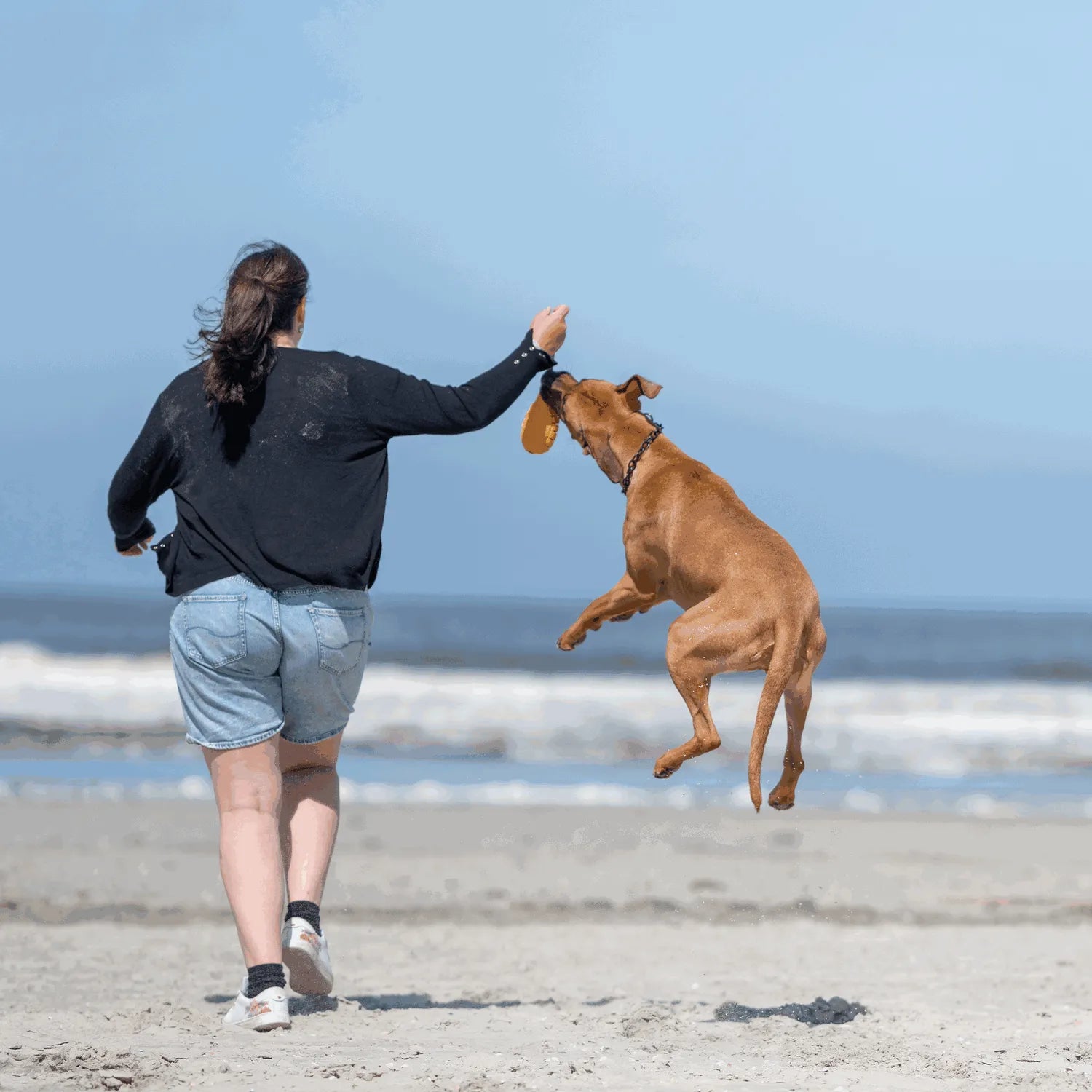 Frau und Hund mit Hundespielzeug Mango spielend am Strand