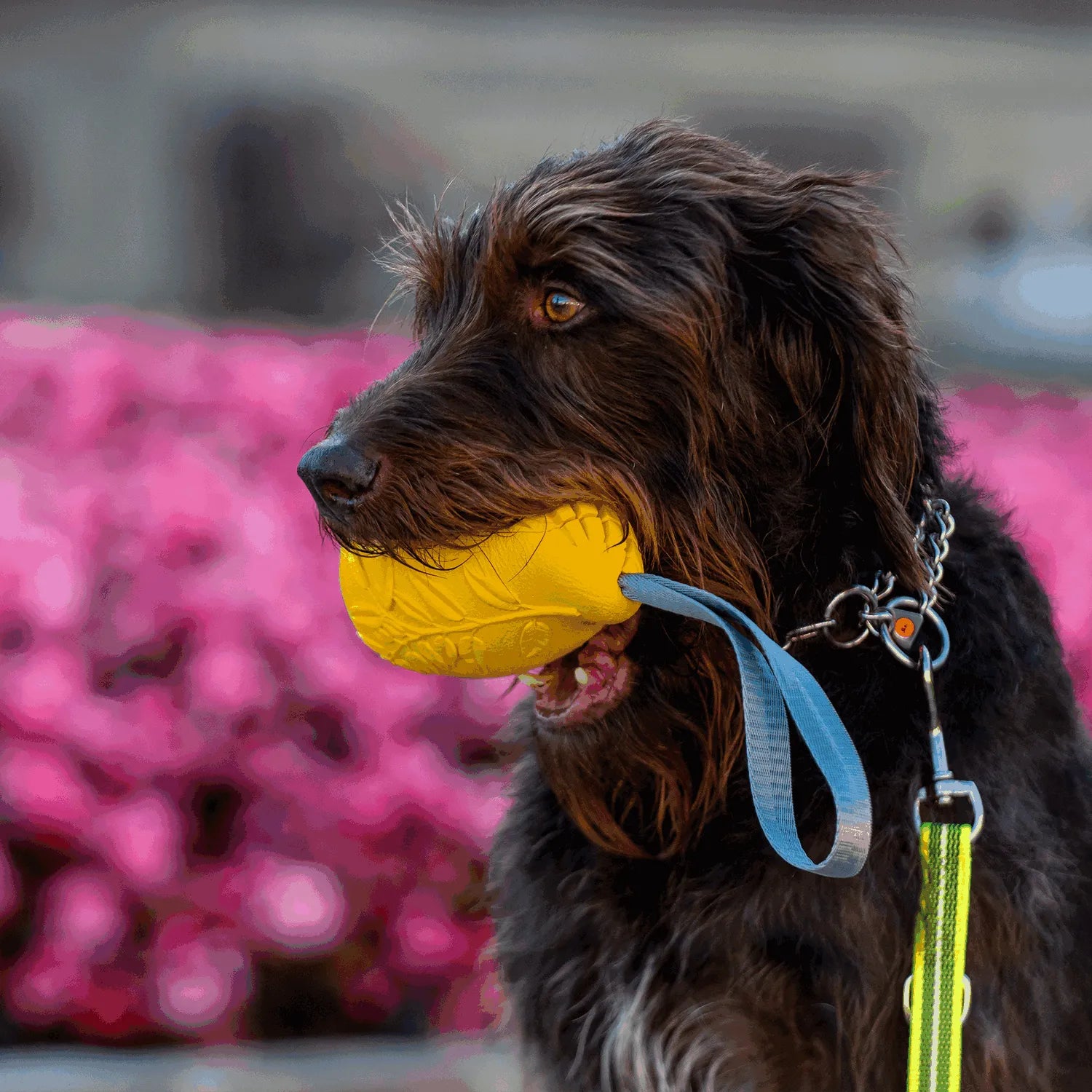 HUNDESPIELZEUG FRUIT CHALLENGE - "MANGO"