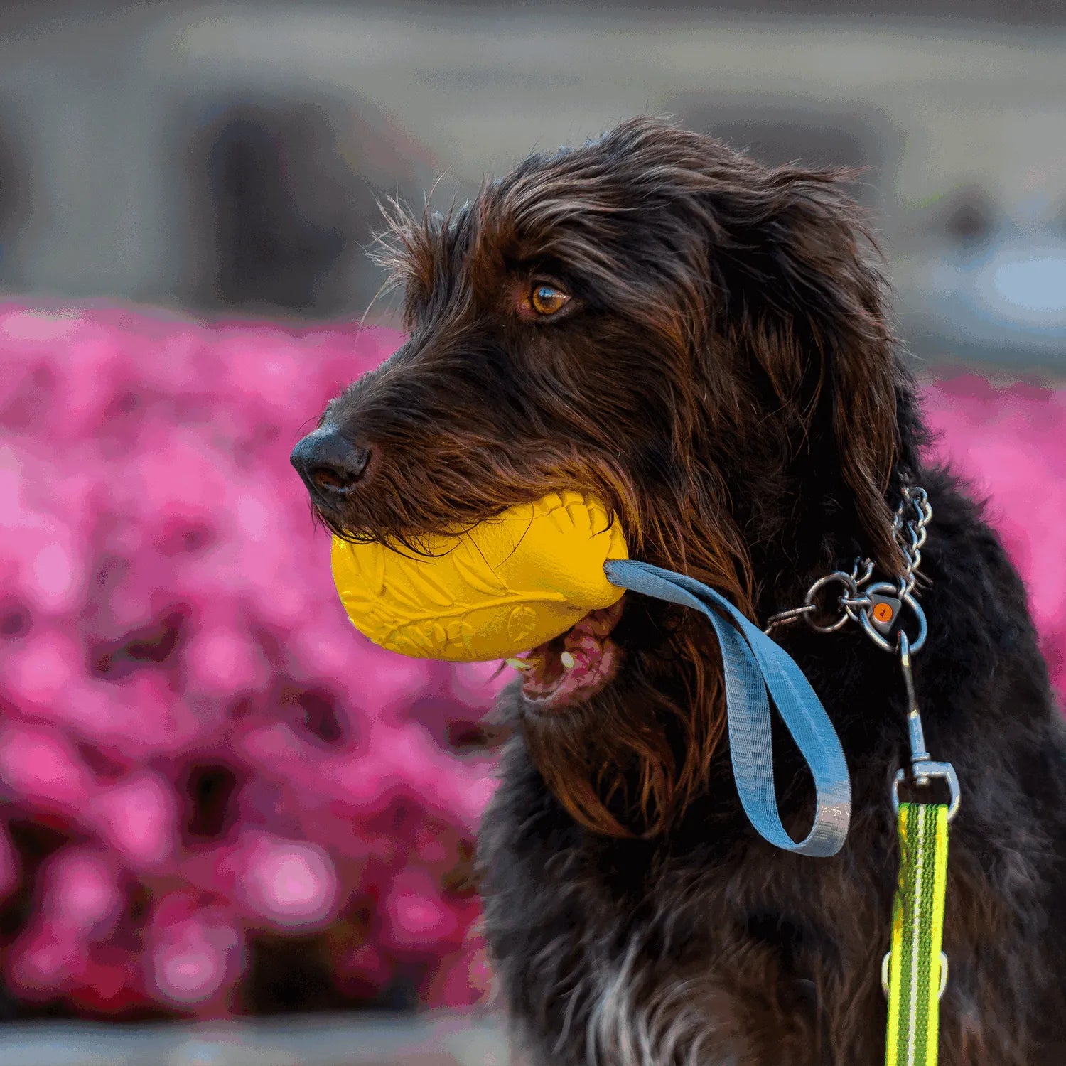 Hund mit Hundespielzueg Mango im Maul