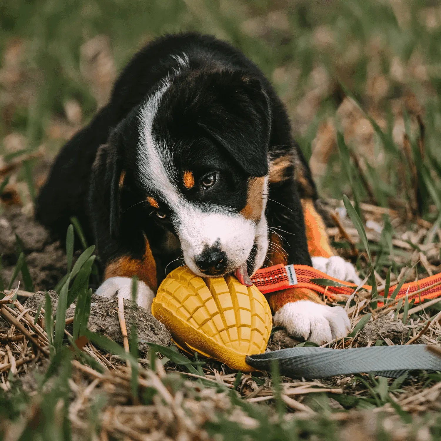 Welpe spielt mit Hundespielzeug Mango auf der Wiese