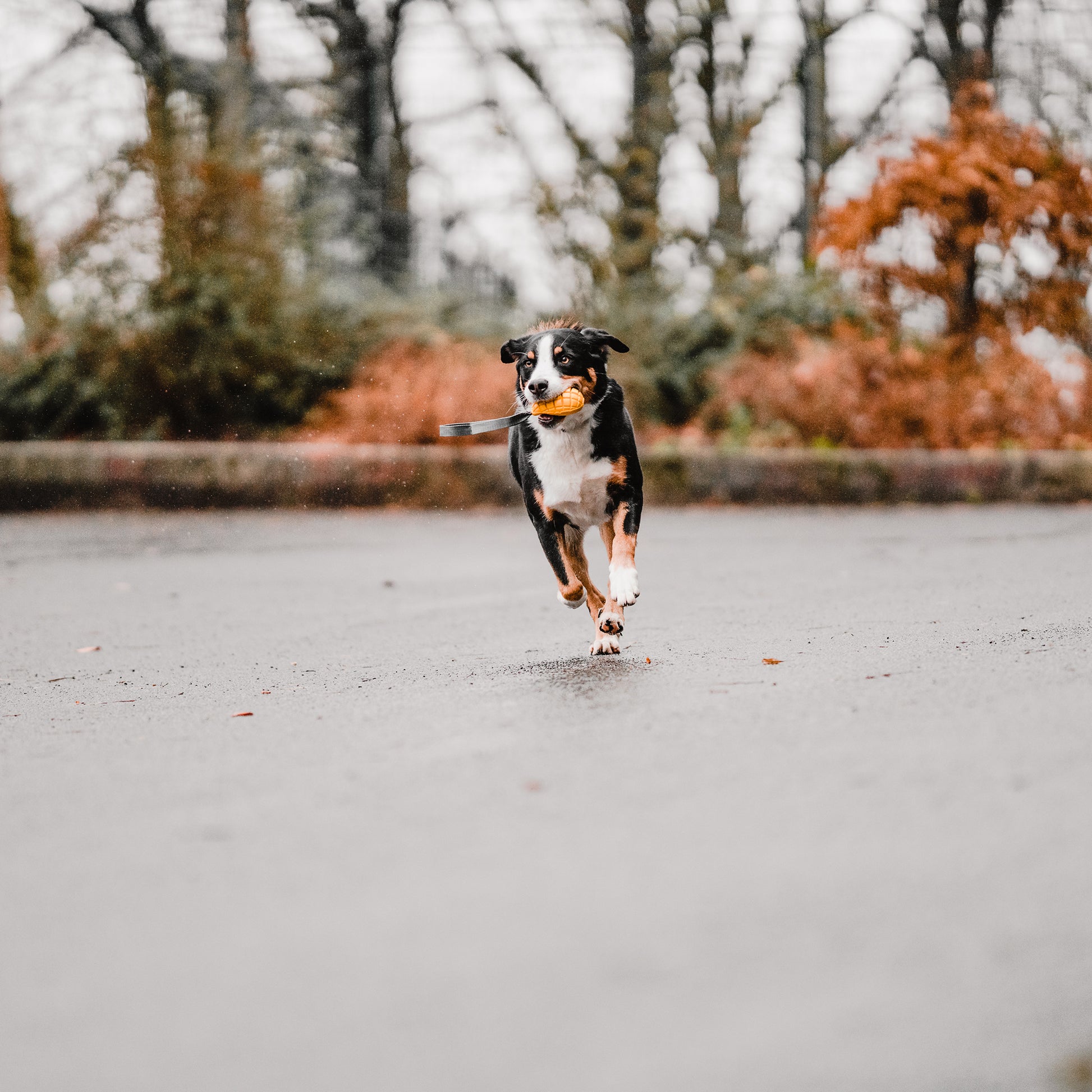 Hund mit Hundespielzeug Mango durch den Regen laufend
