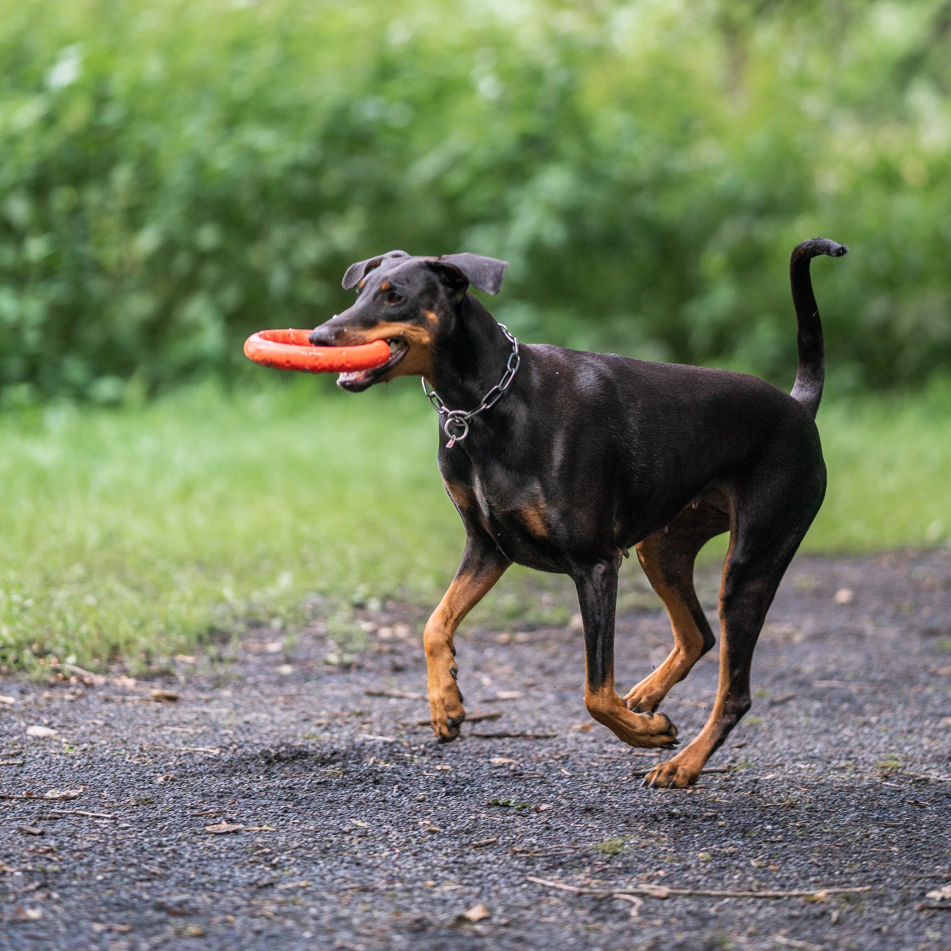 Hund mit orangenen Wurfring spielend
