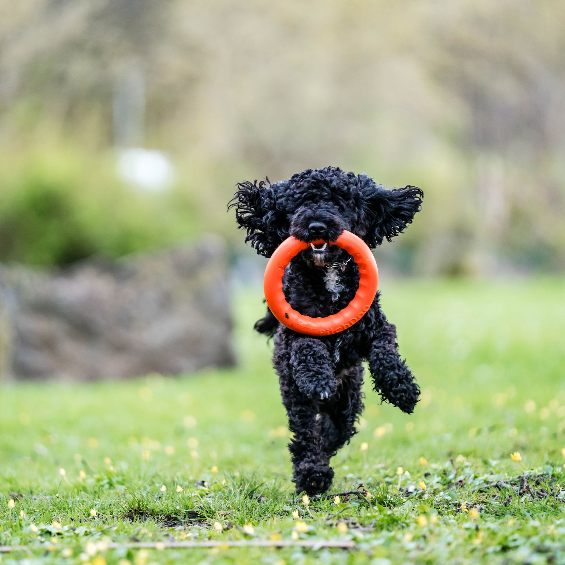 schwarzer Hund mit orangenen Wurfring auf der Wiese spielend