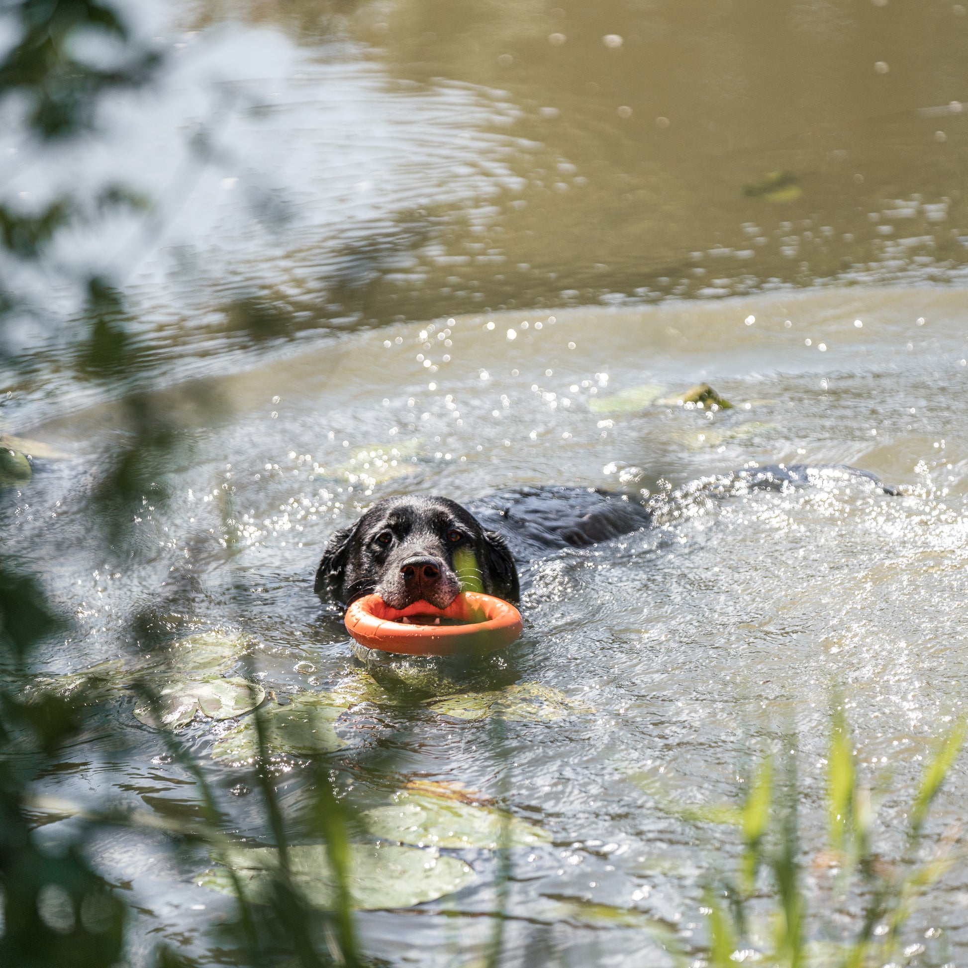 Hund mit Wurfring im Wasser schwimmend