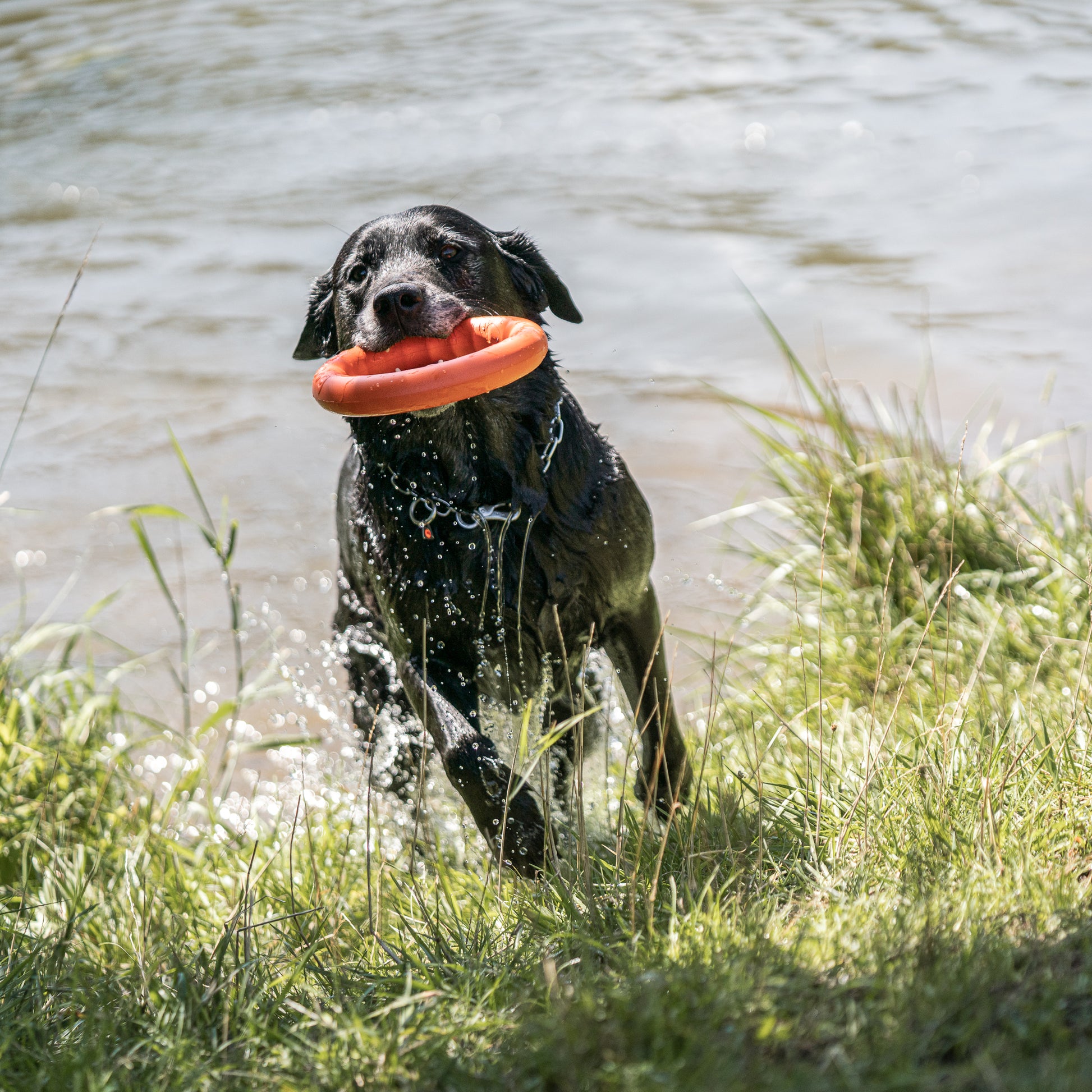 nasser schwarzer Hund mit orangenen Wurfring