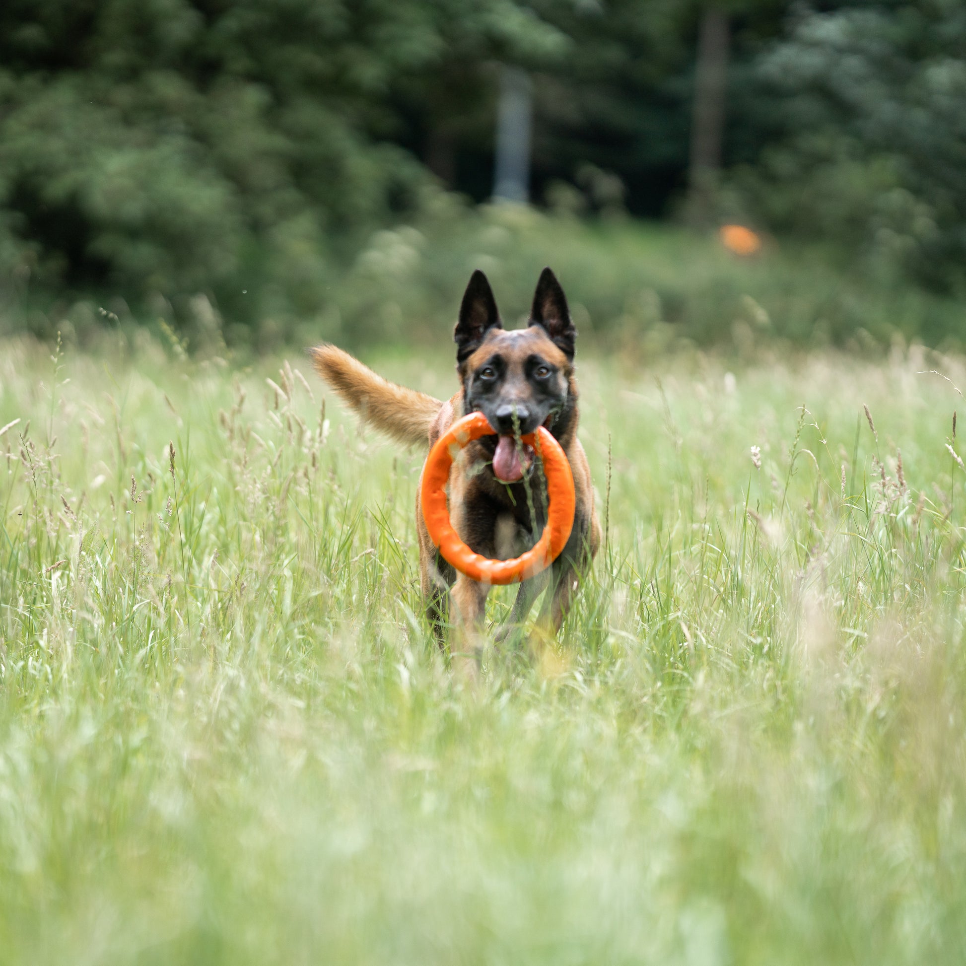 Hund mit orangenen Wurfring auf der Wiese