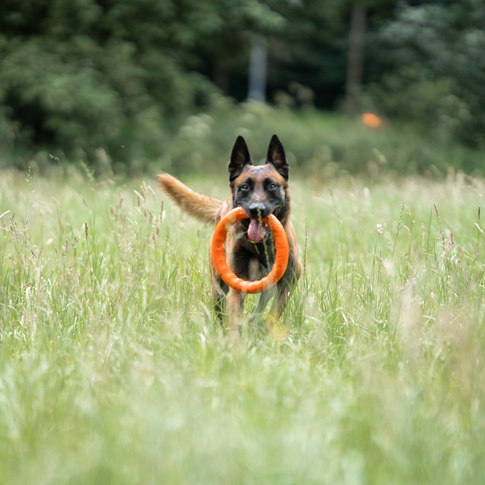 Anello per cane