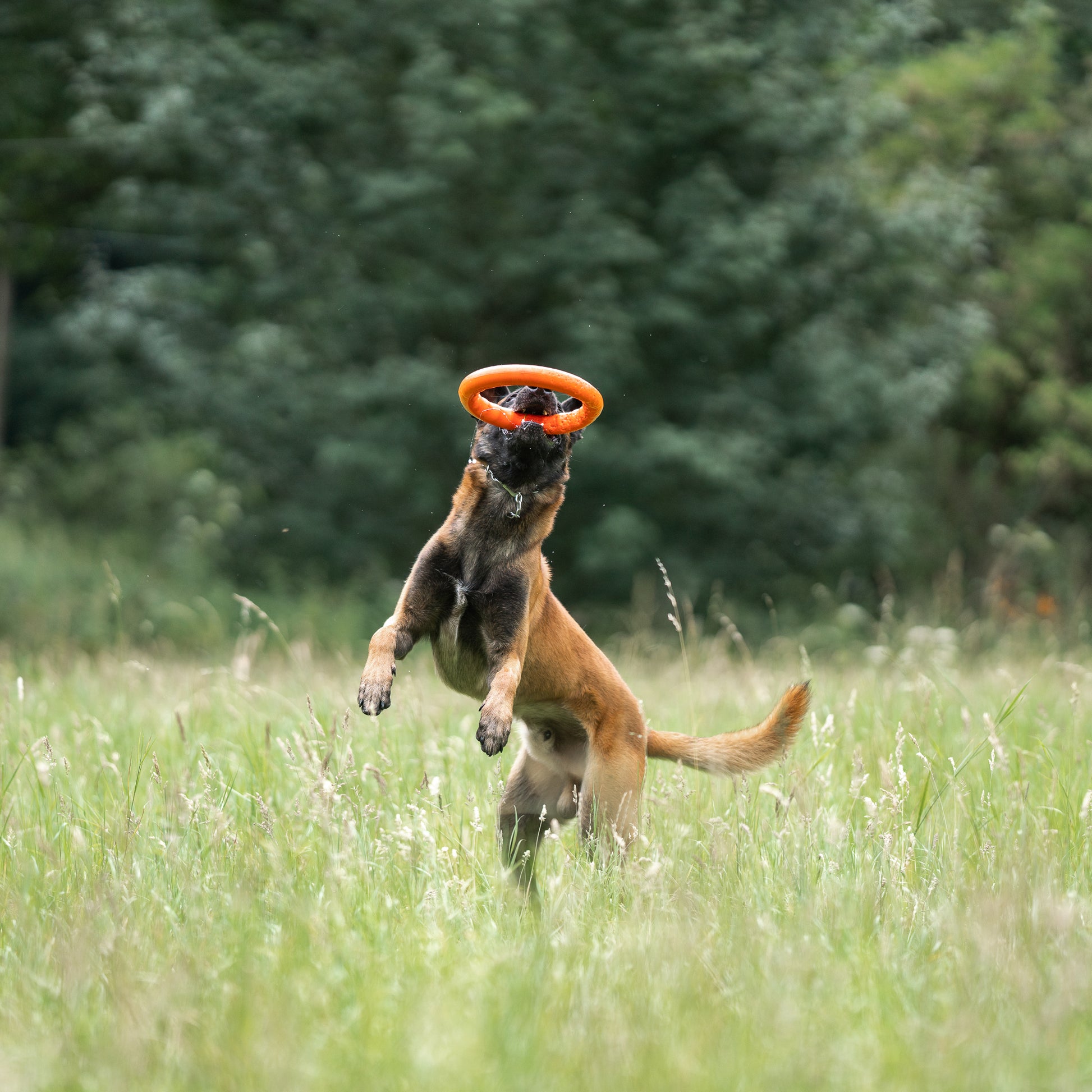 Hund mit orangenen Wurfring auf der Wiese spielend