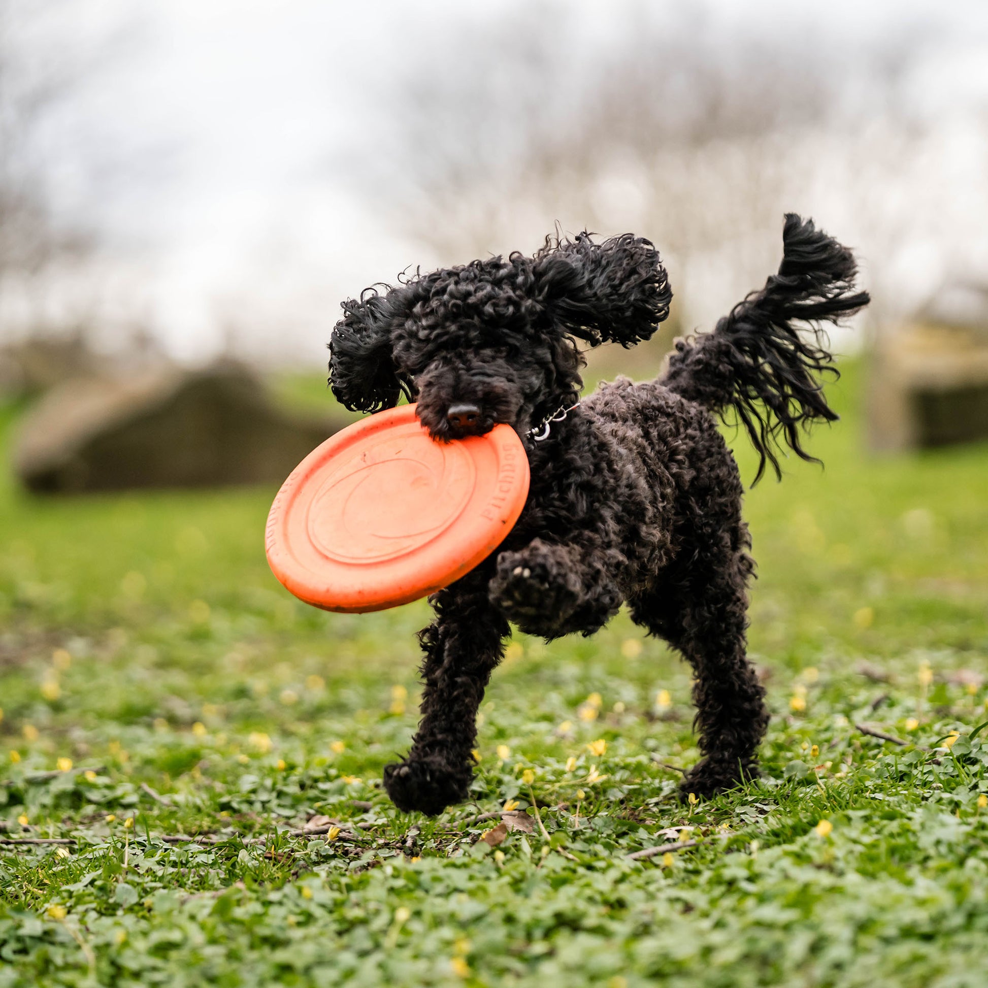 schwarzer Hund mit orangenen Frisbee auf der Wiese spielend