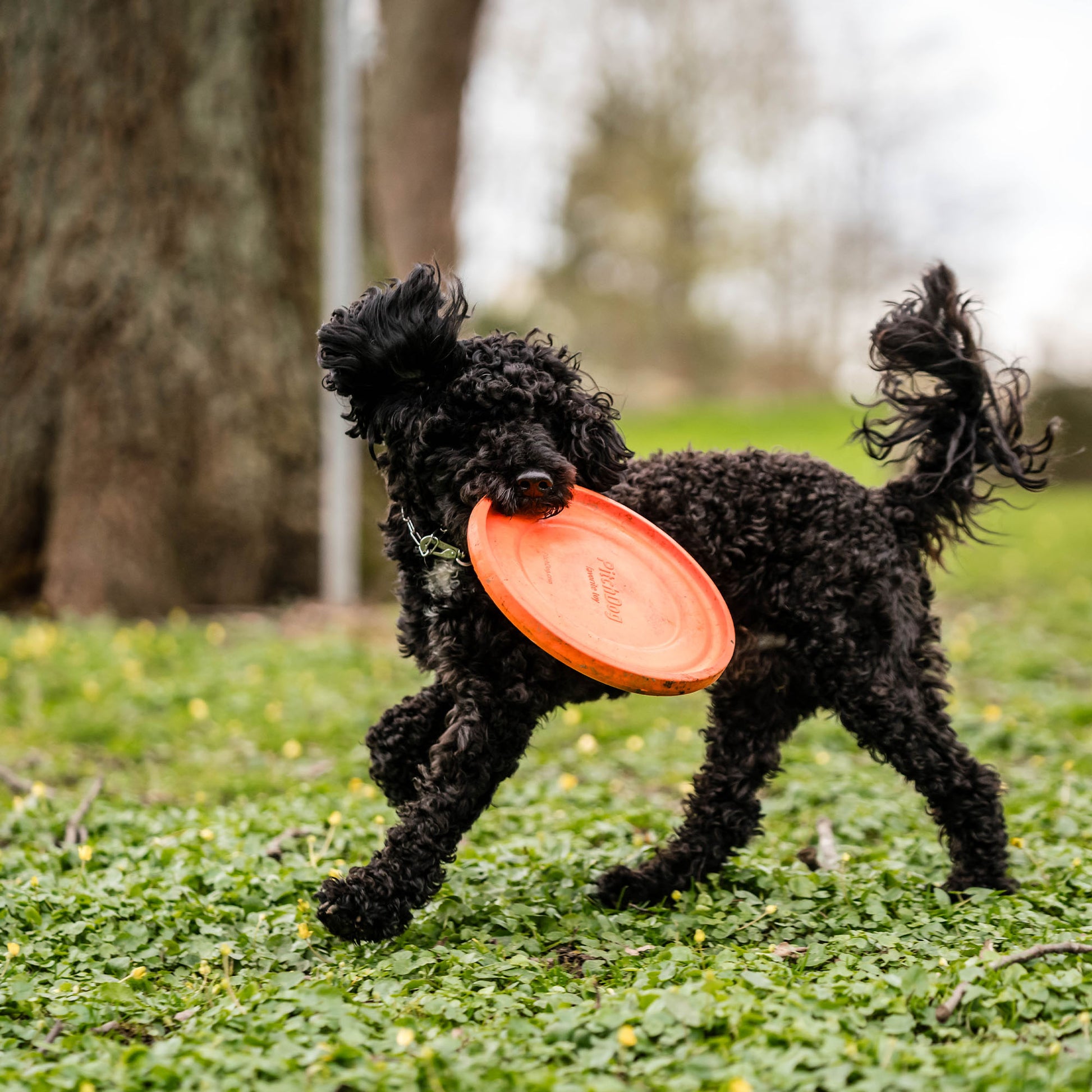schwarzer Hund mit orangenen Frisbee auf der Wiese spielend