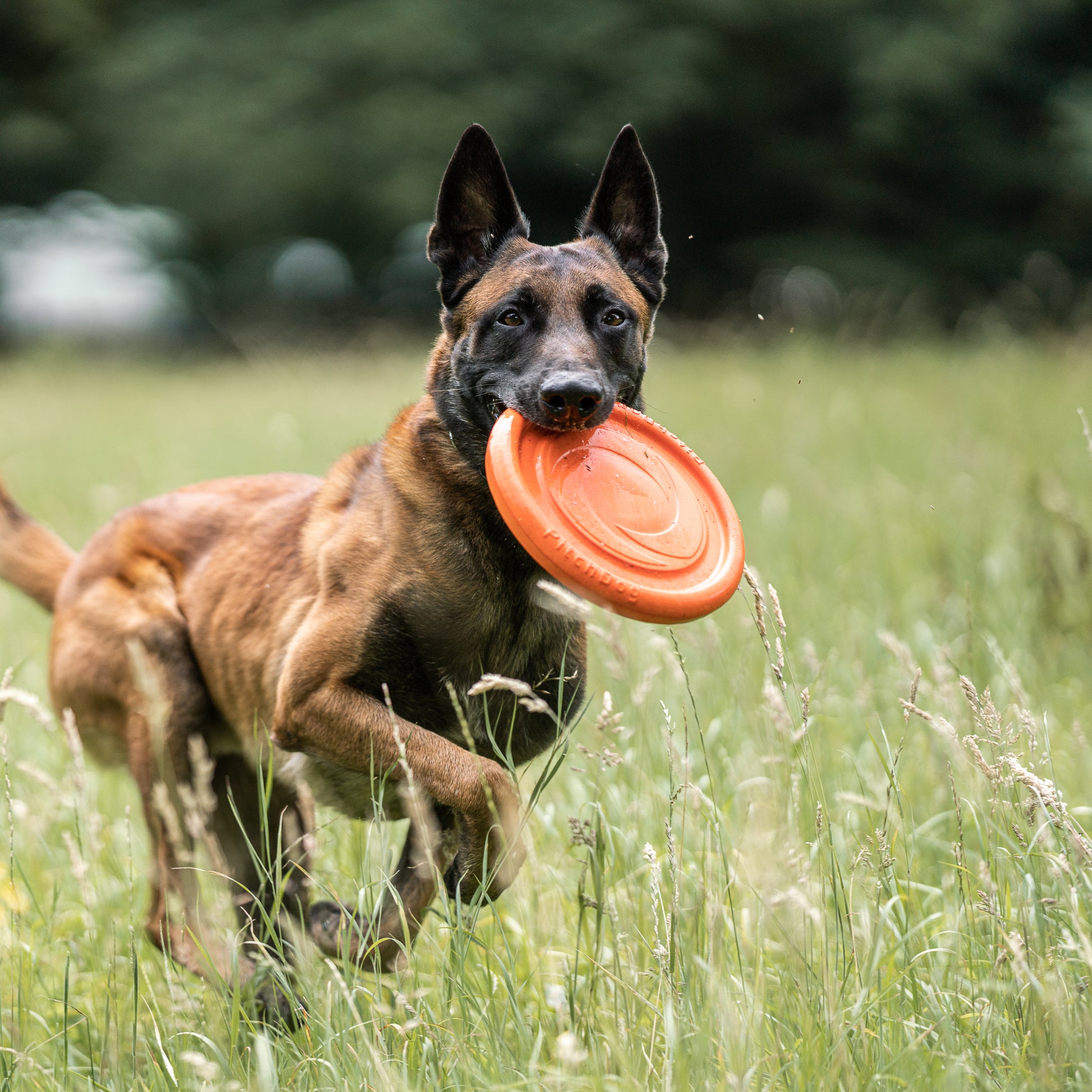Hund mit orangenen Frisbee Hundespielzeug rennt durch die Wiese