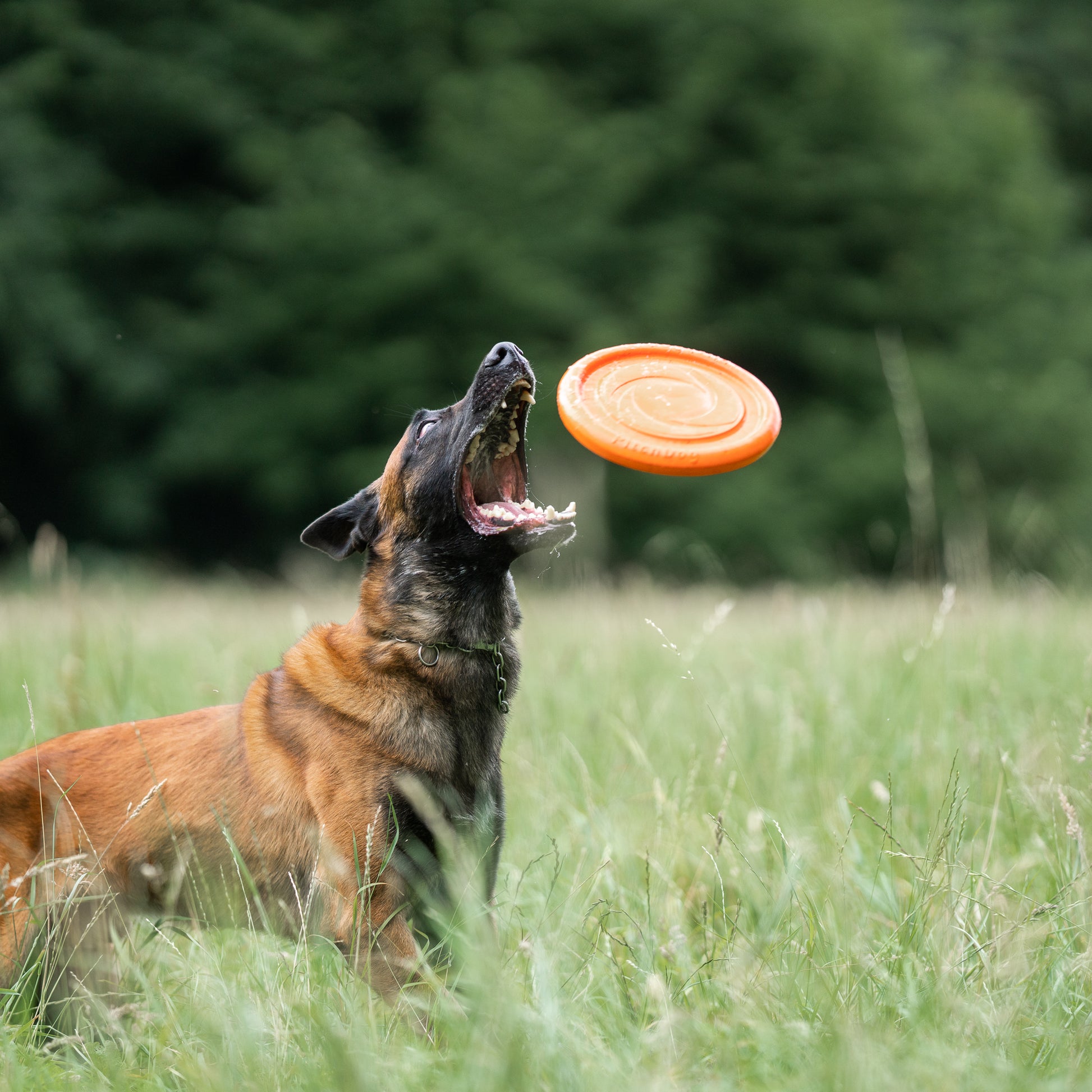 Hund auf der Wiese fängt orangenes Frisbee Hundespielzeug