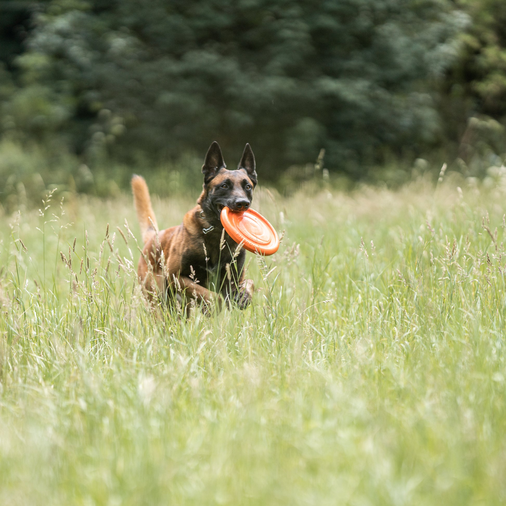 Hund mit orangenen Firsbee Hundespielzeug rennt durch die Wiese
