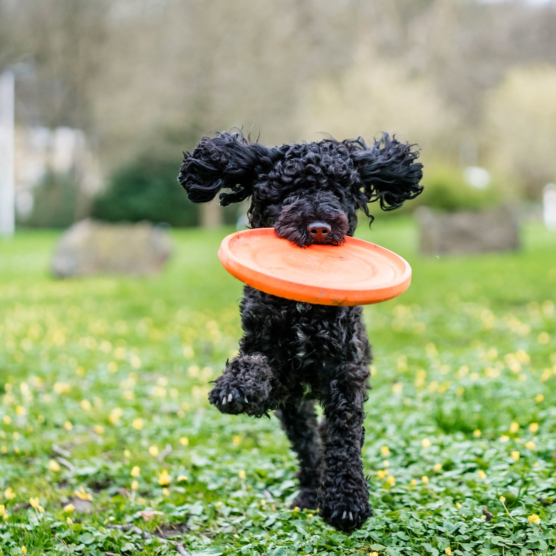 schwarzer Hund mit orangenen Frisbee auf der Wiese spielend