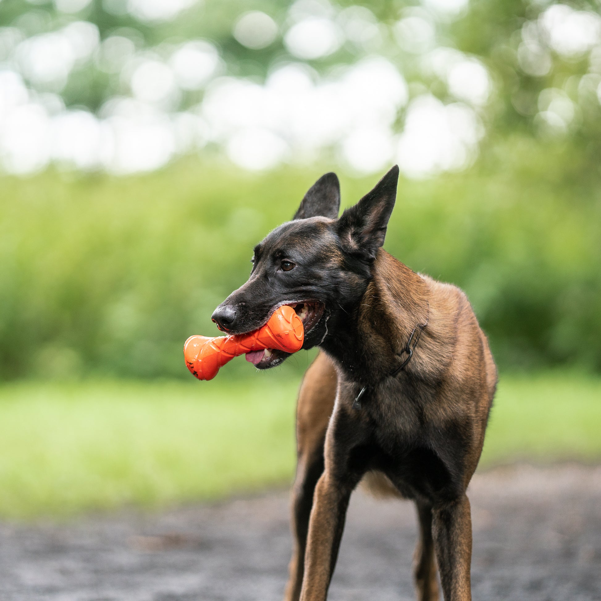 Hund mit orangener Apportierhantel