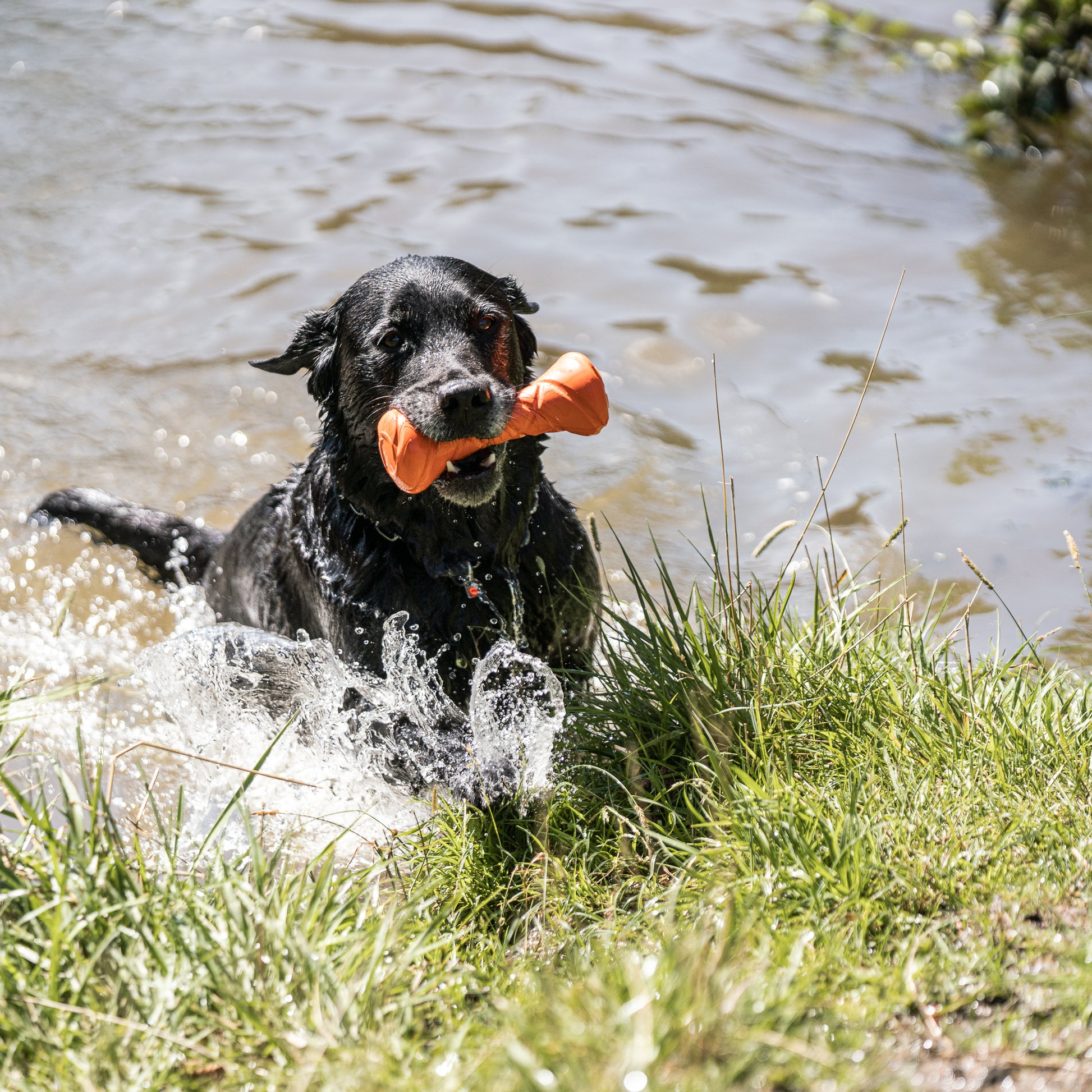 Hund mit orangener Apportierhantel springt aus dem Wasser