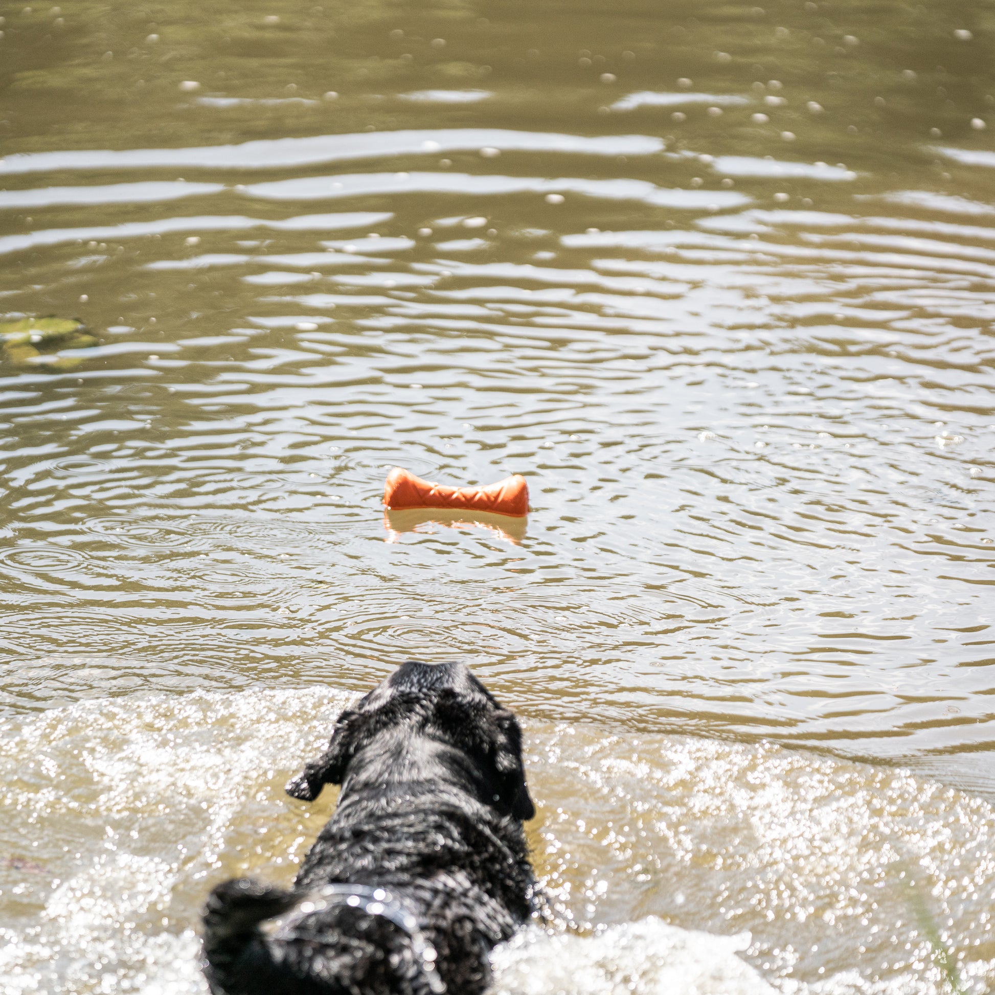 Hund im Wasser schwimmt auf orangene Apportierhantel zu