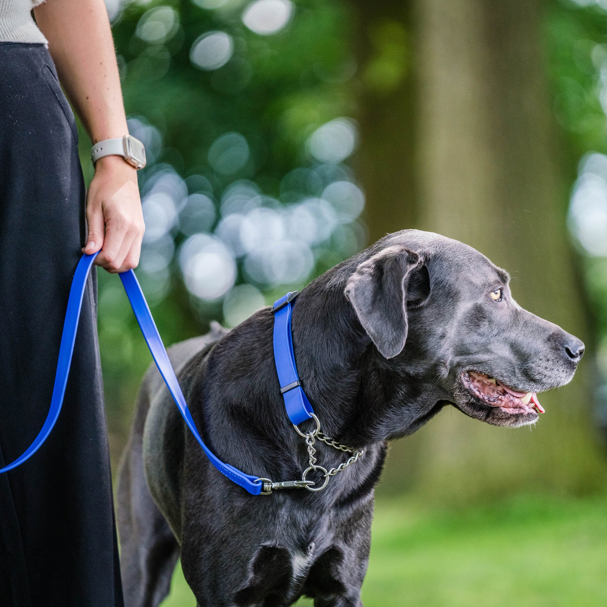 schwarzer Hund mit blauen Biothane Halsband und blauen Biothane Hundeleine