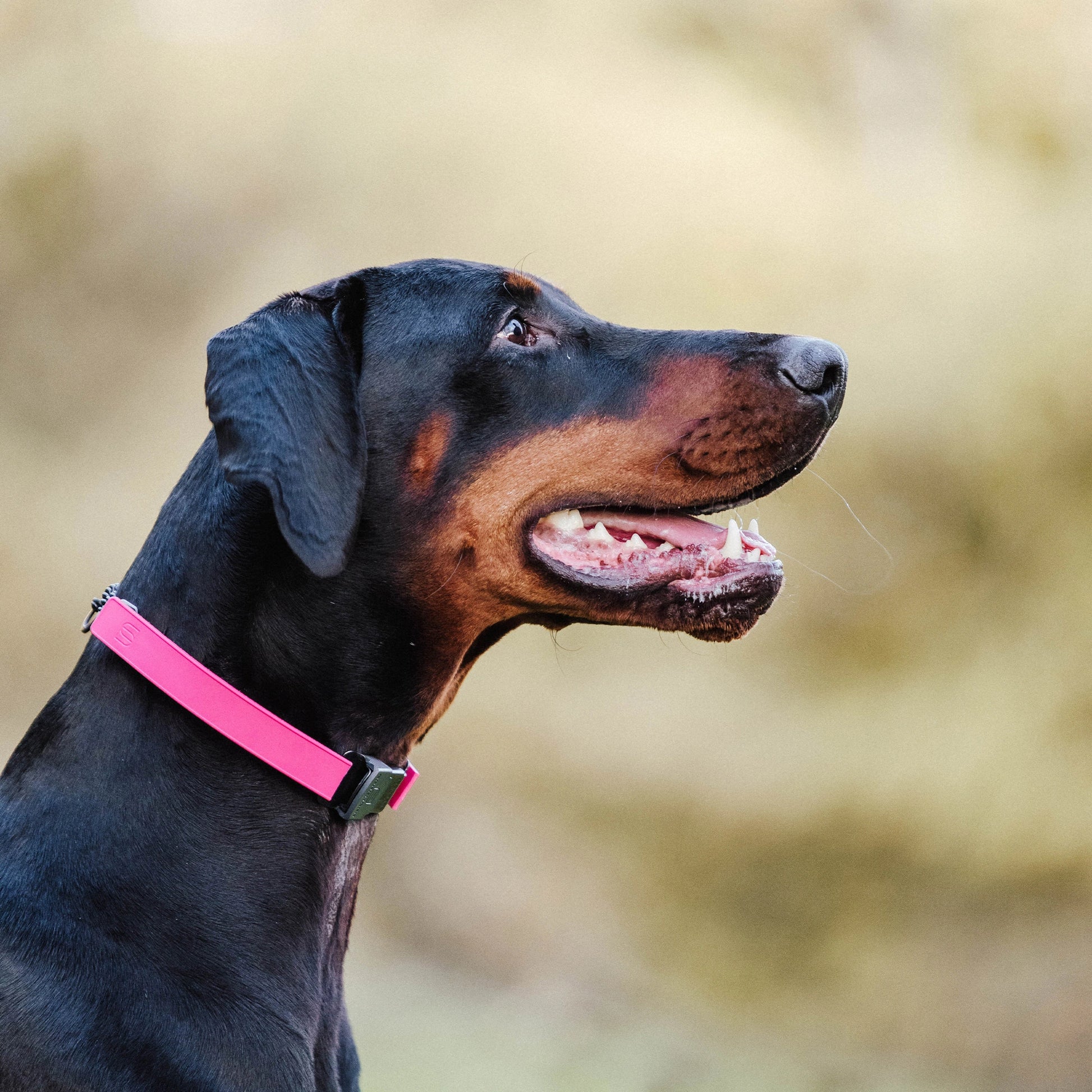 Dobermann trägt eine Dressurhalskette mit pinker Abdeckung aus Gummi