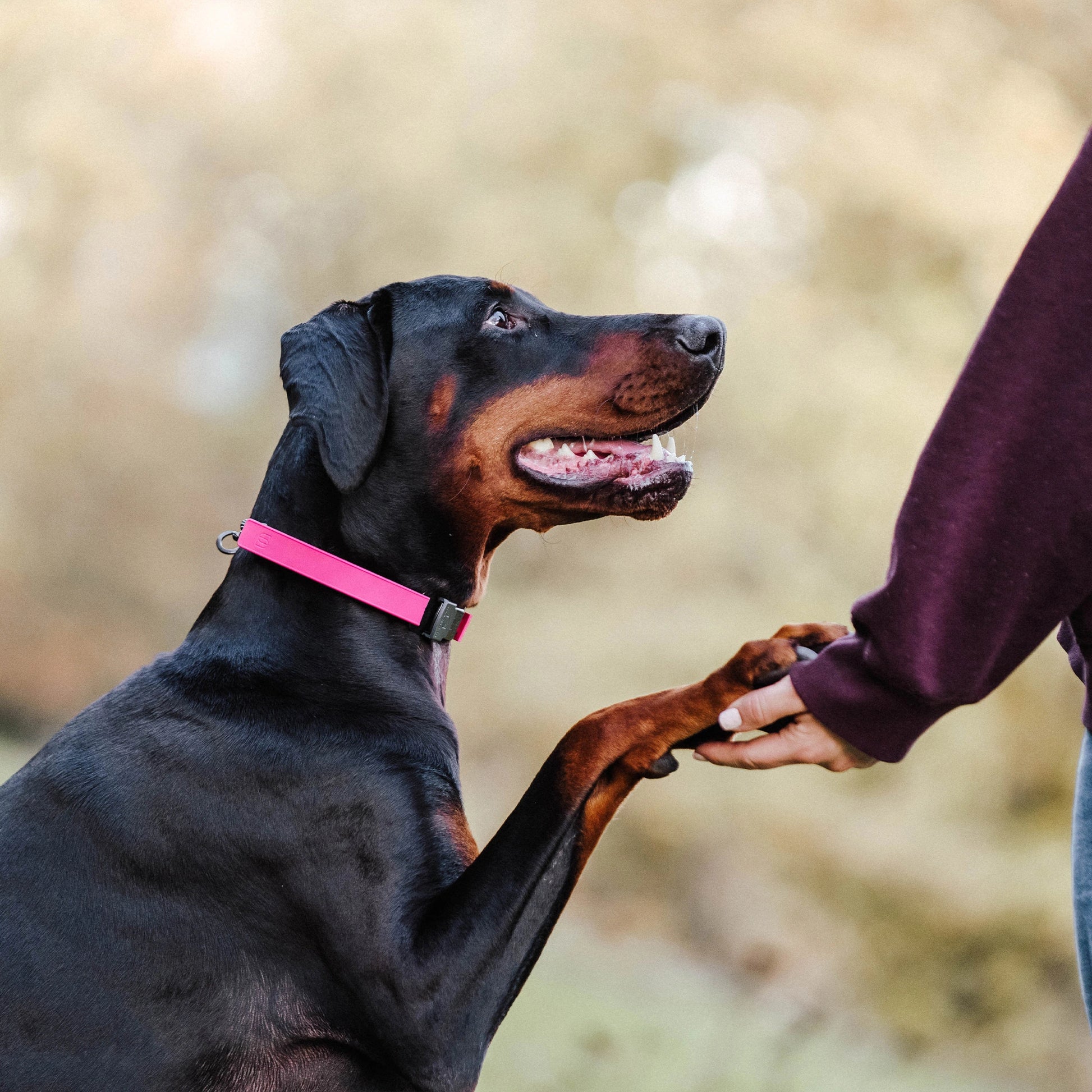 Dobermann trägt eine Dressurhalskette mit pinker Abdeckung aus Gummi und gibt Pfote