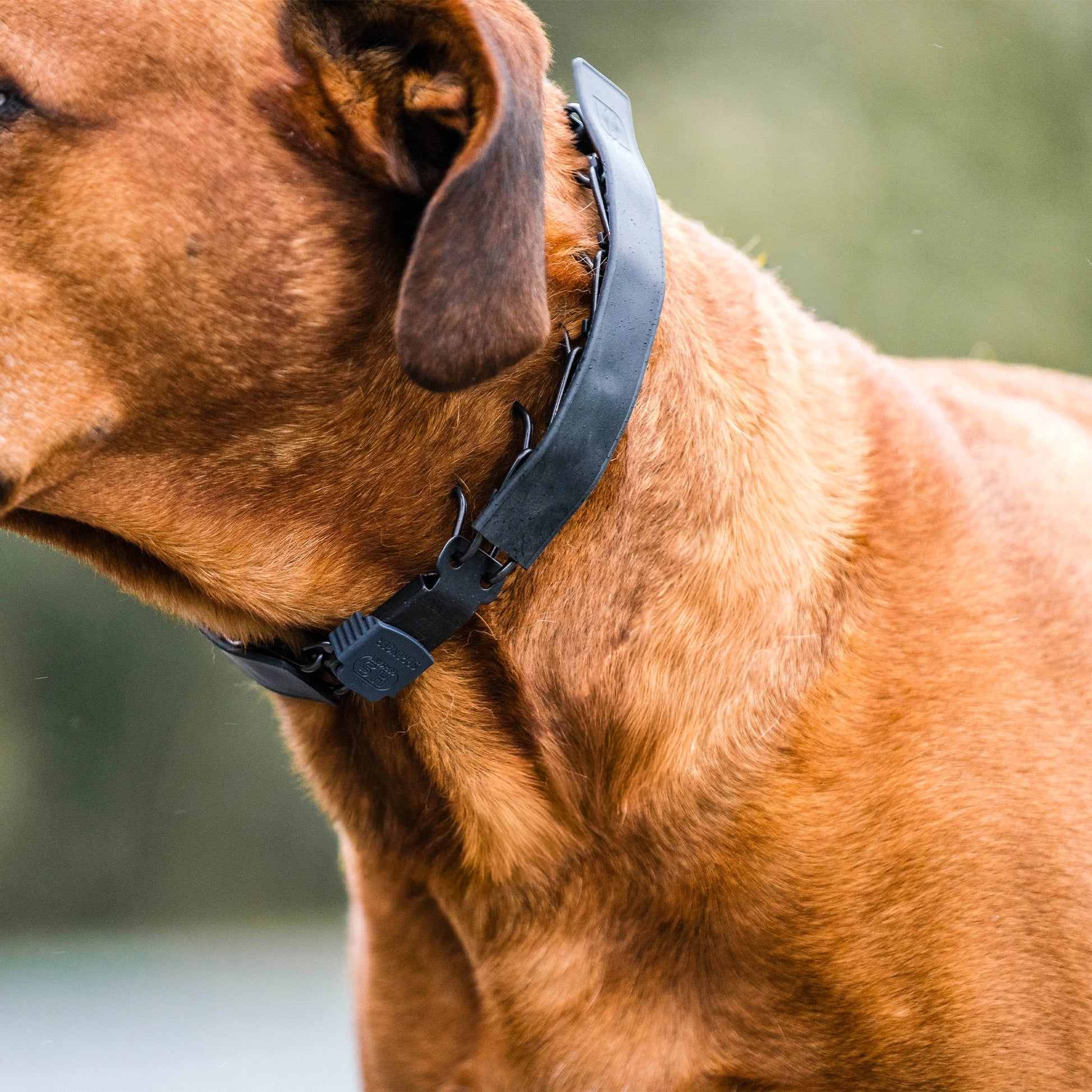 Ridgeback trägt eine Dressurhalskette mit schwarzer Abdeckung aus Gummi