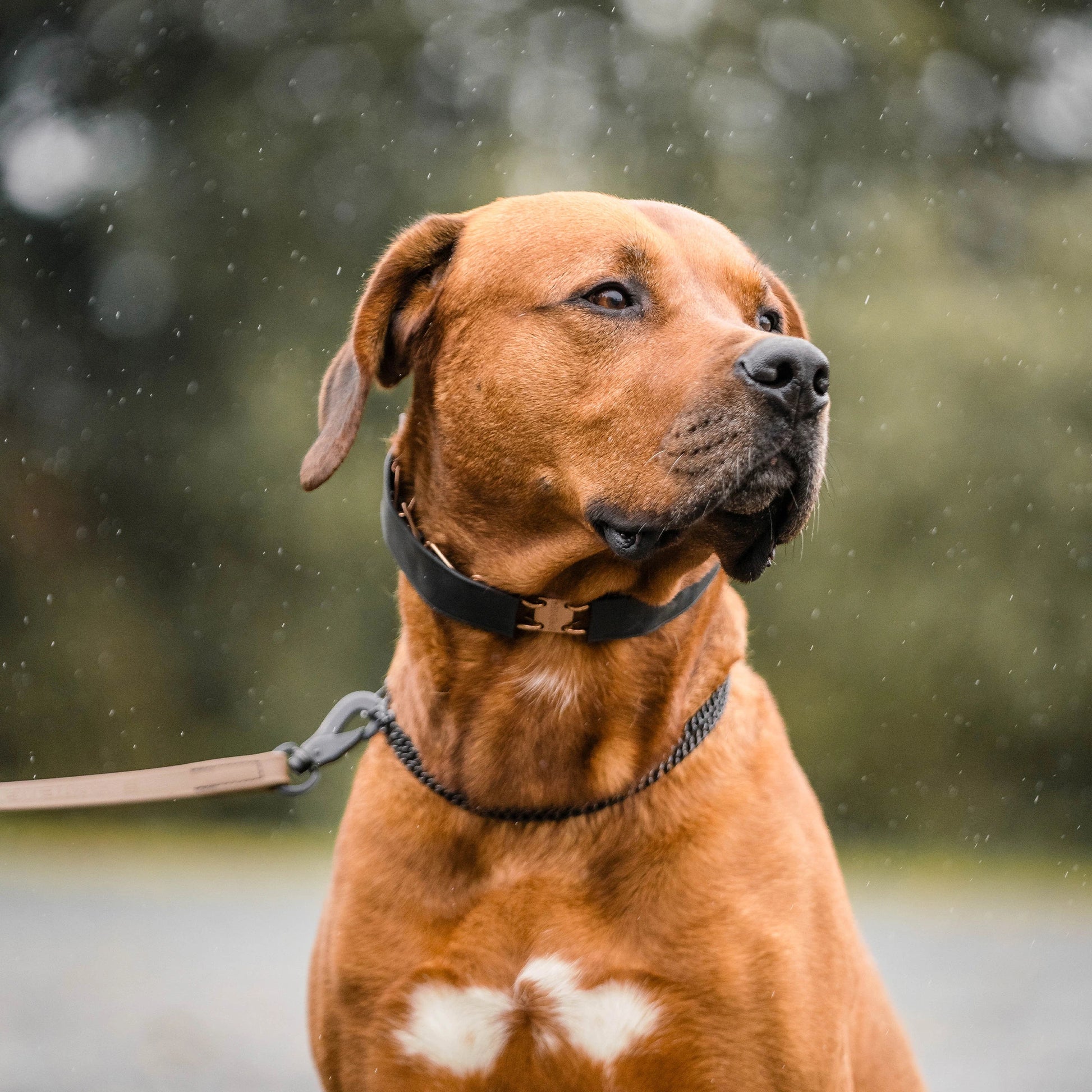 Ridgeback trägt eine Dressurhalskette mit schwarzer Abdeckung aus Gummi und kurzgliedriger schwarzer Halskette