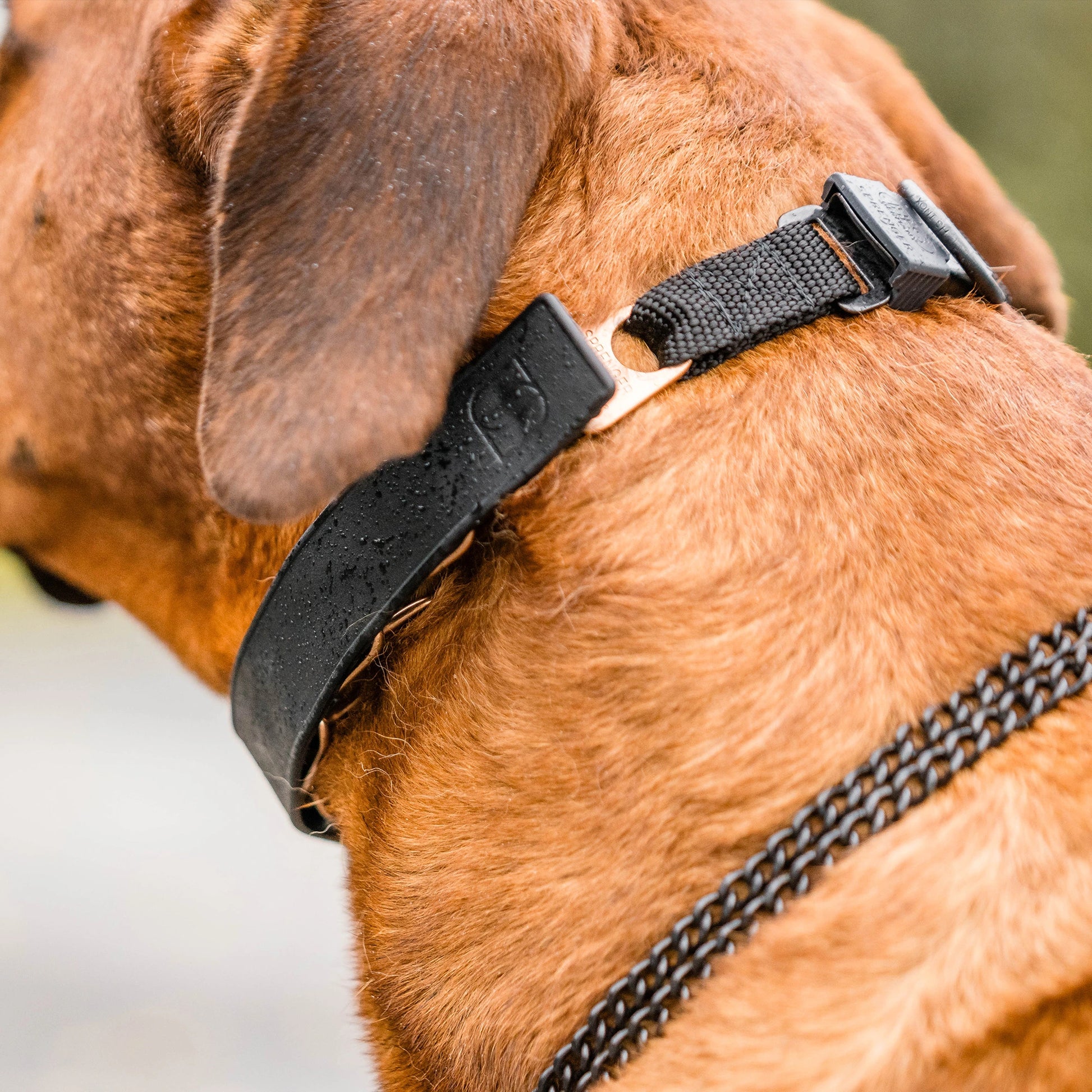 Ridgeback trägt eine Dressurhalskette mit schwarzer Abdeckung aus Gummi