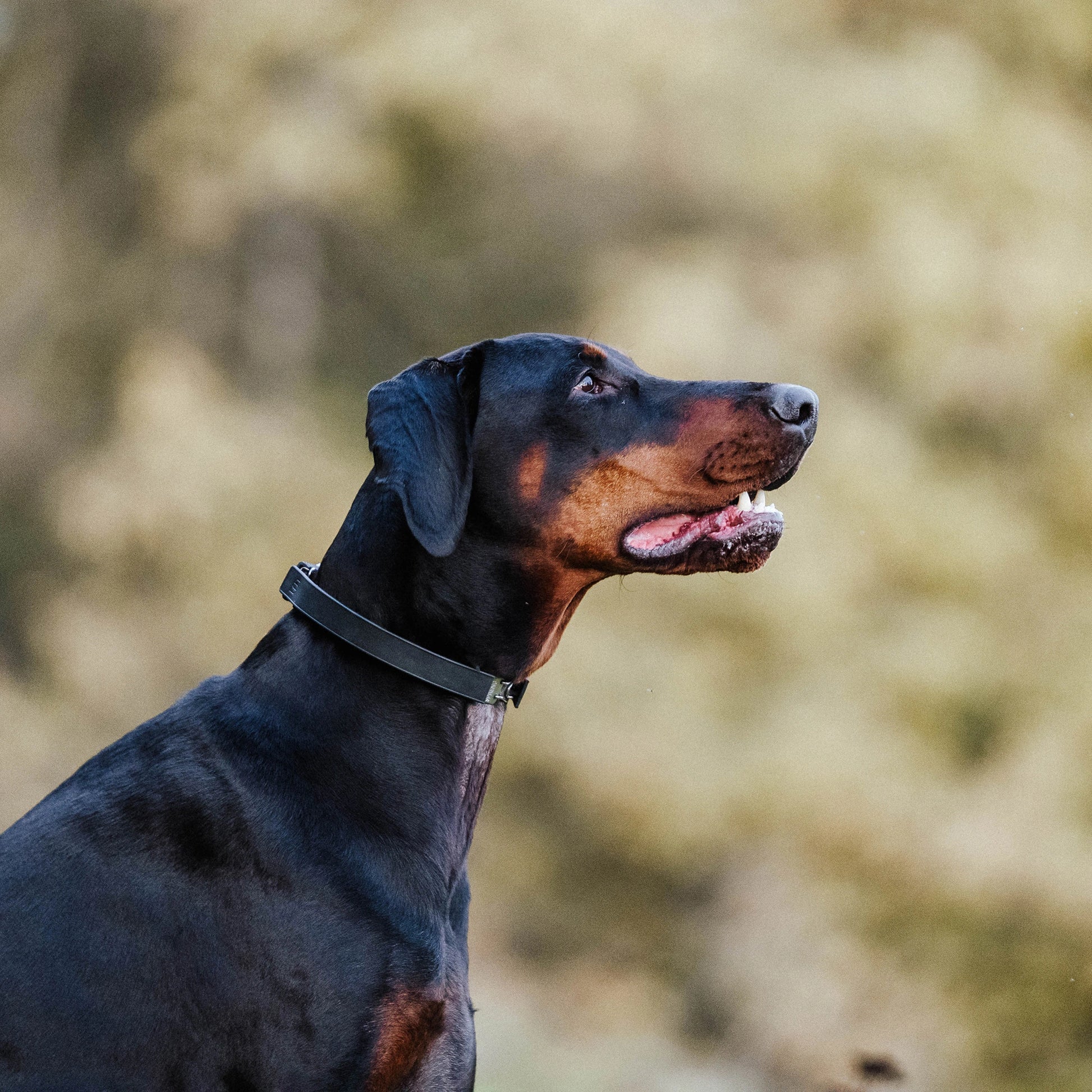 Dobermann trägt eine Dressurhalskette mit schwarzer Abdeckung aus Gummi