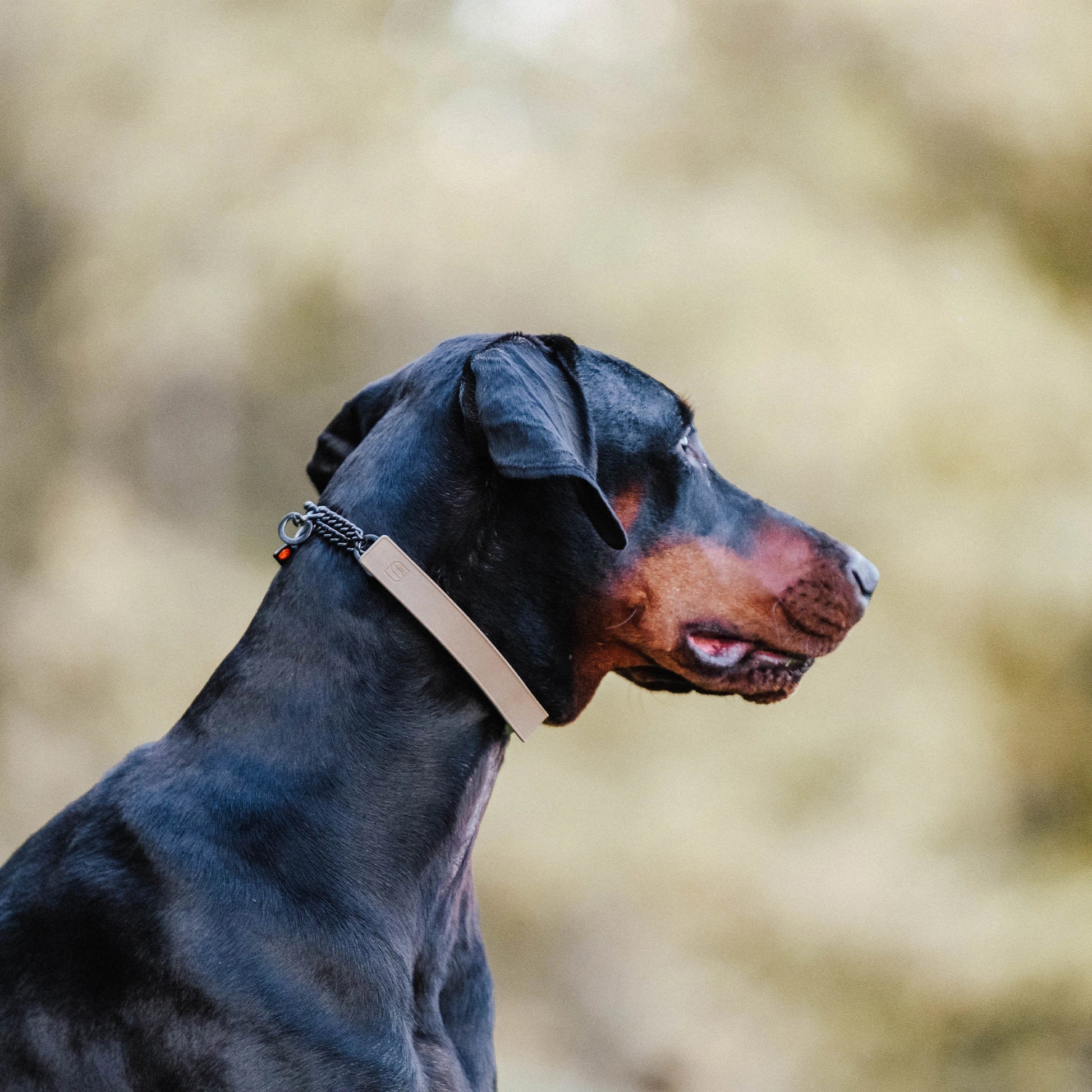 Dobermann trägt eine Dressurhalskette mit coyote-brauner Abdeckung aus Gummi