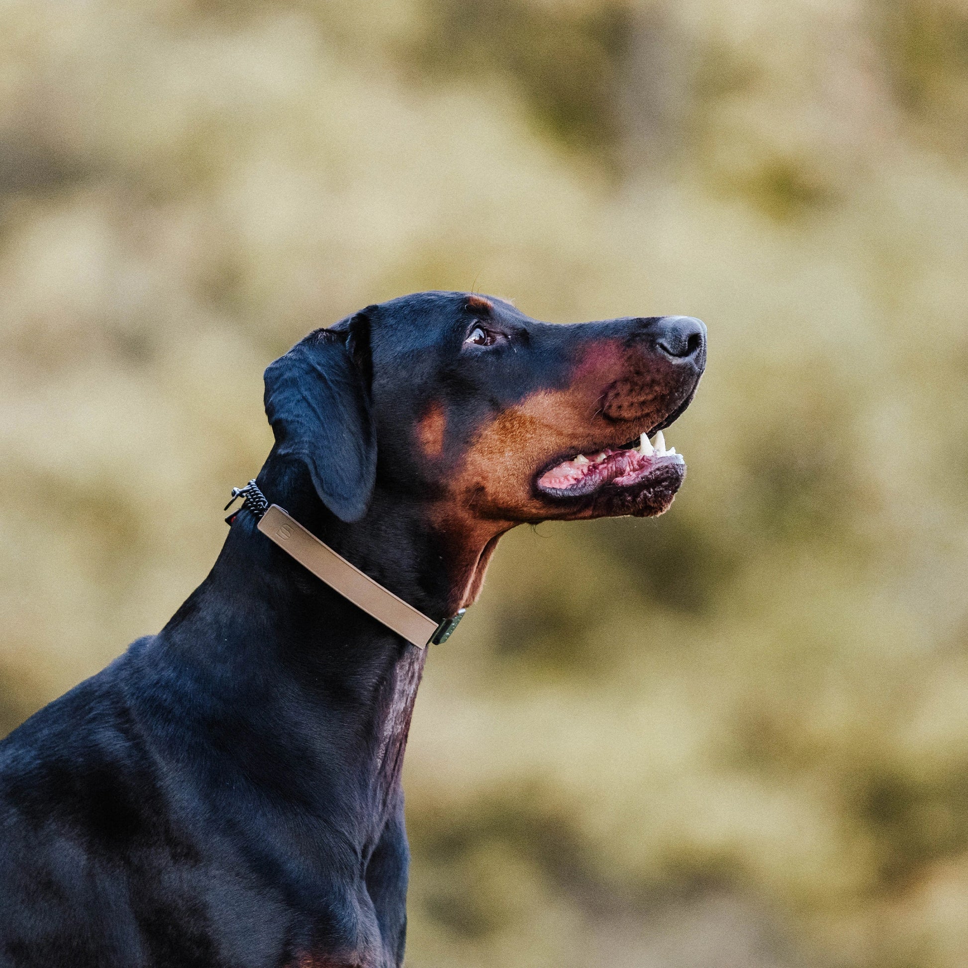 Dobermann trägt eine Dressurhalskette mit coyote-brauner Abdeckung aus Gummi