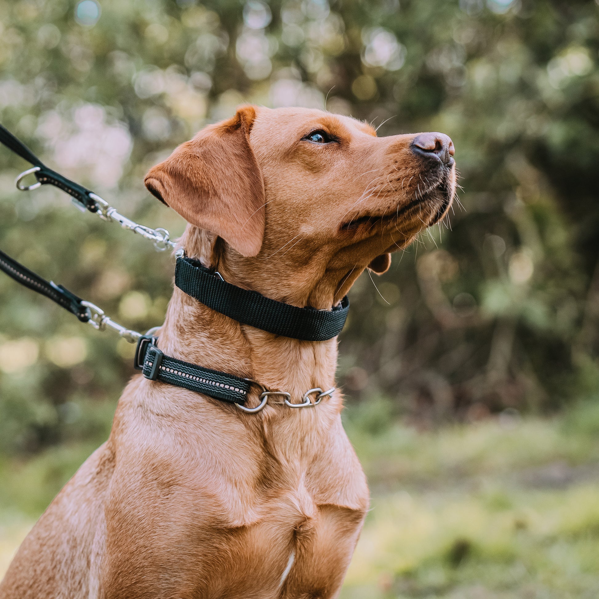 Hund mit Dressurhalskette mit schwarzer Verkeleidung und schwarzen Kettenhalsband