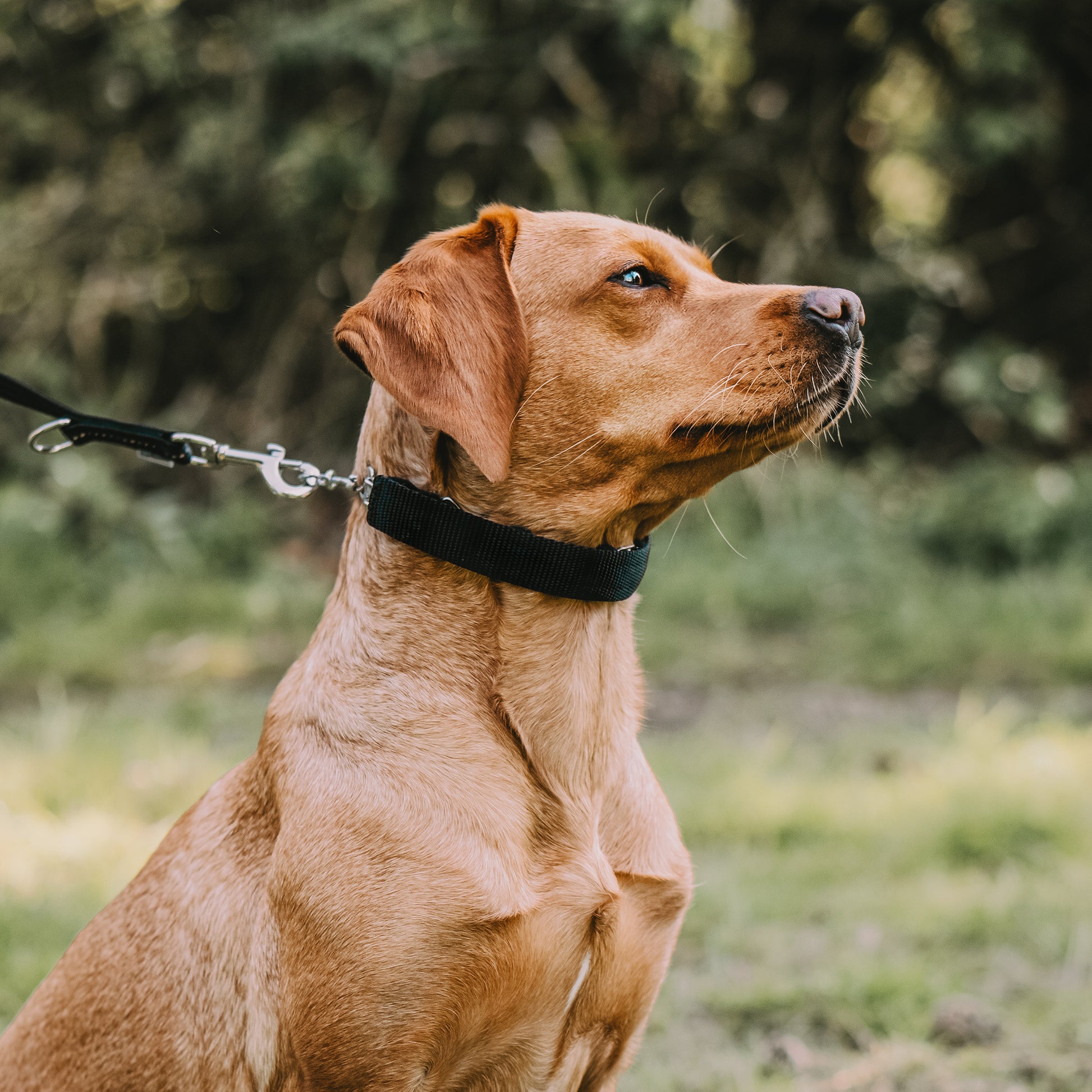Hund mit Dressurhalskette mit schwarzer Verkleidung