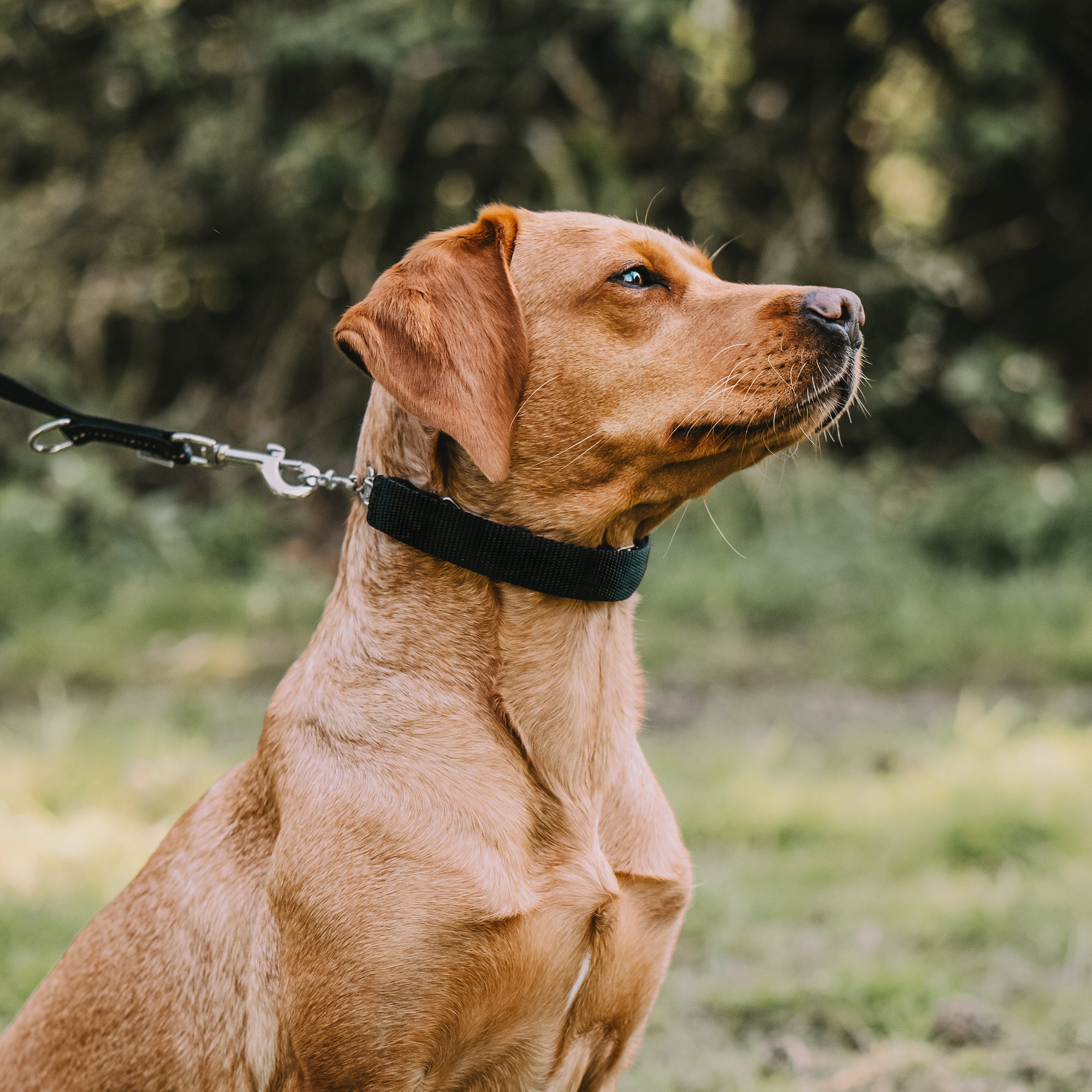 Cover for ULTRA-PLUS Training Collars - Black