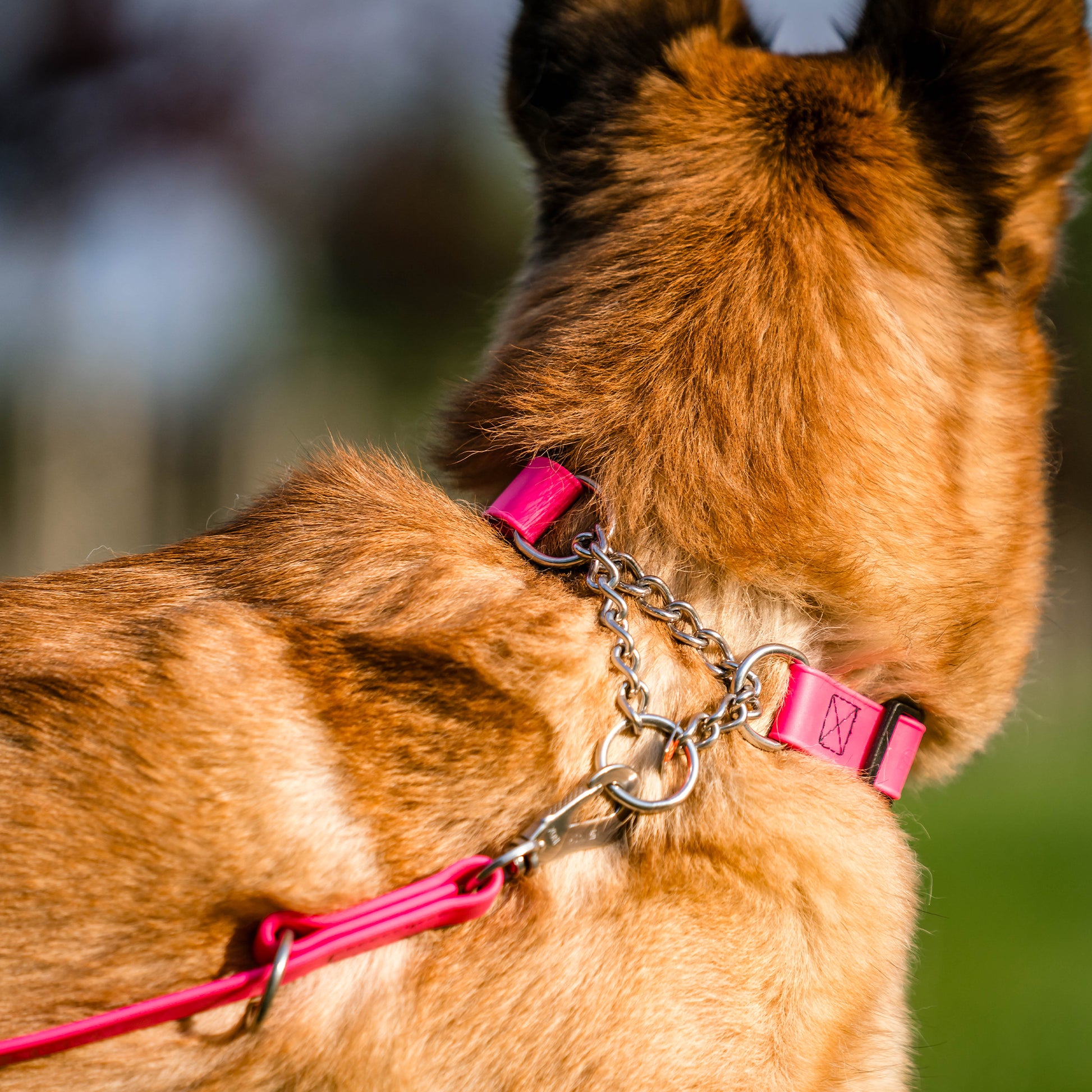 Hund mit pinken Biothane Halsband mit Zugbegrenzung an pinker Biothane Leine