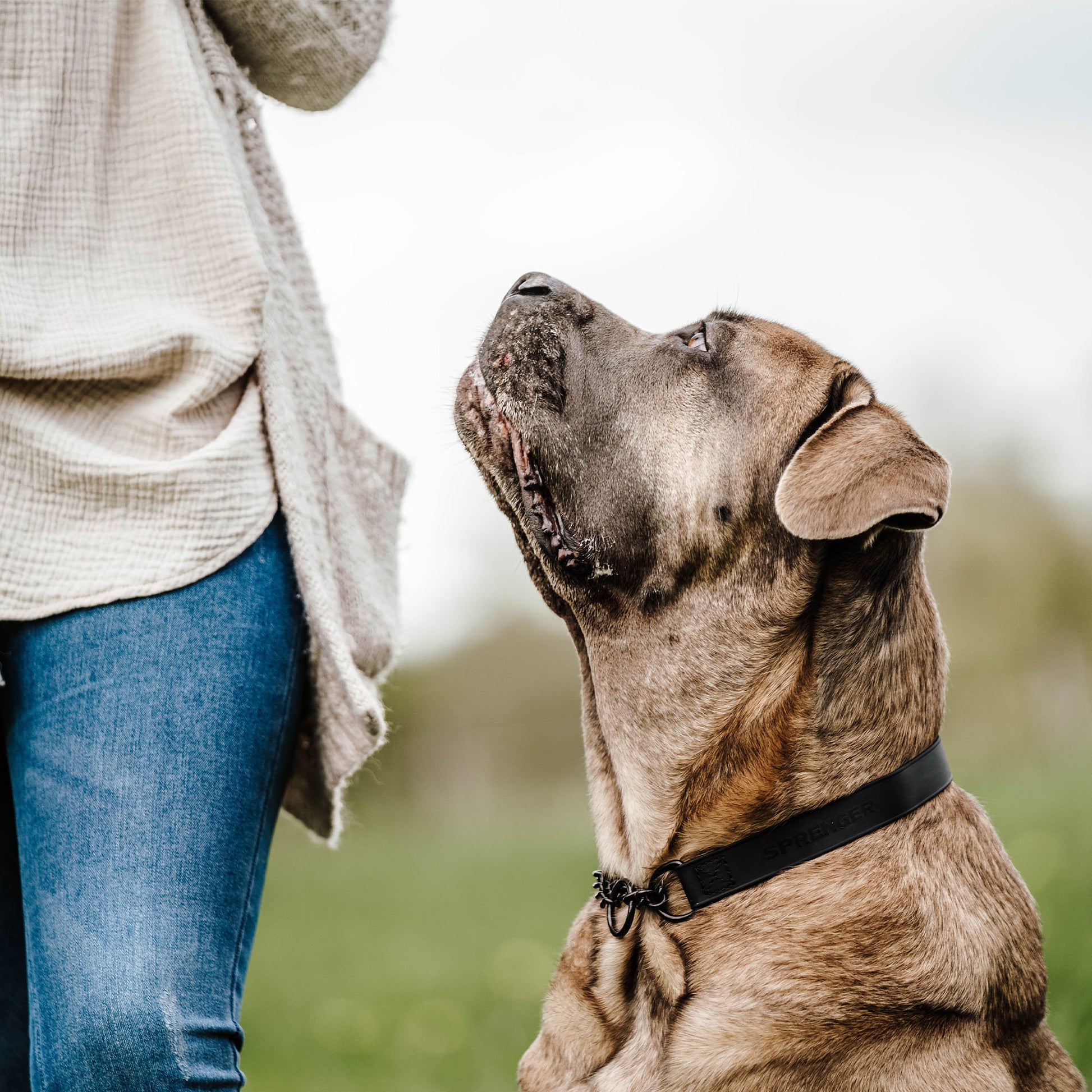 Hund mit schwarzen Biothane Halsband