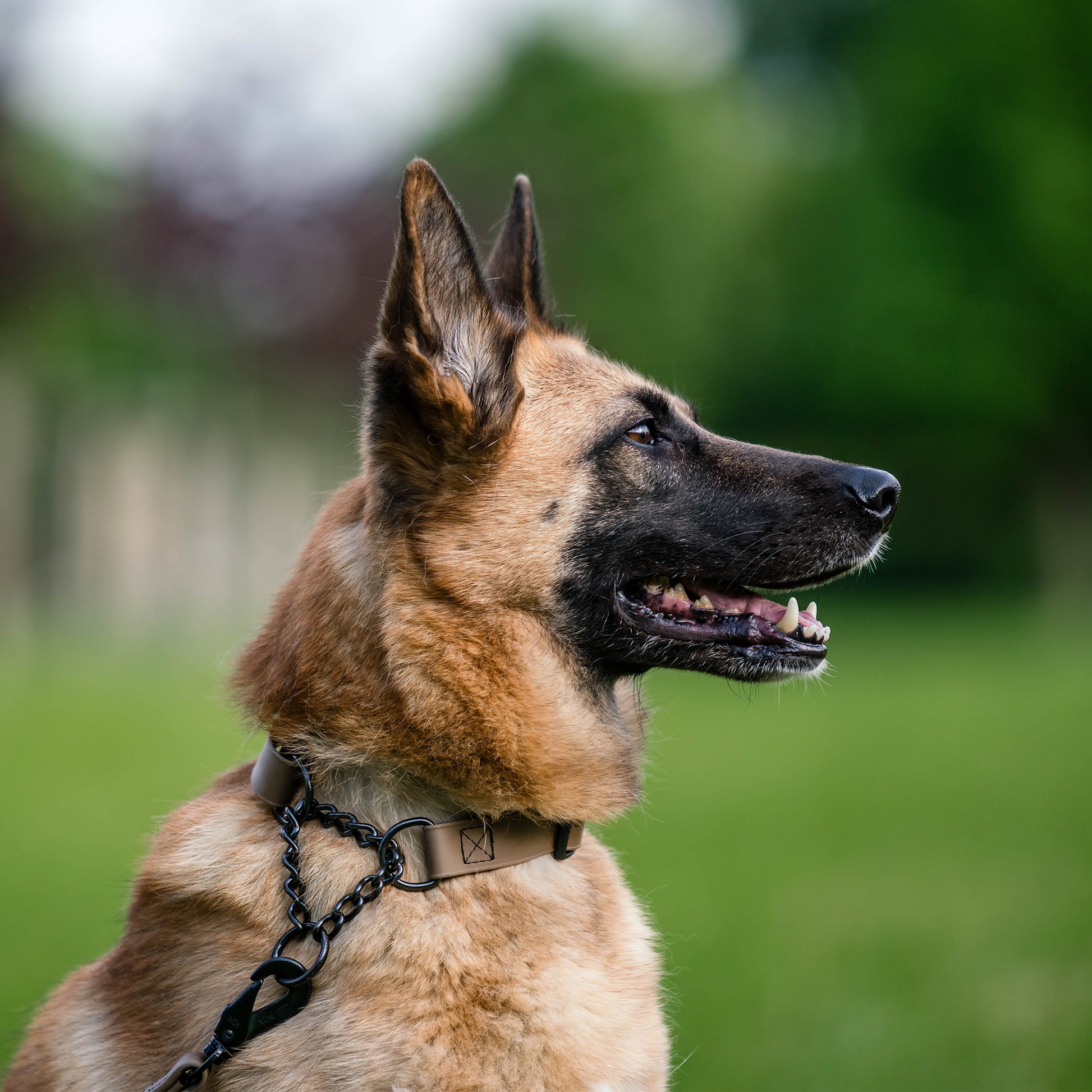 Hund mit braunen Biothane Halsband