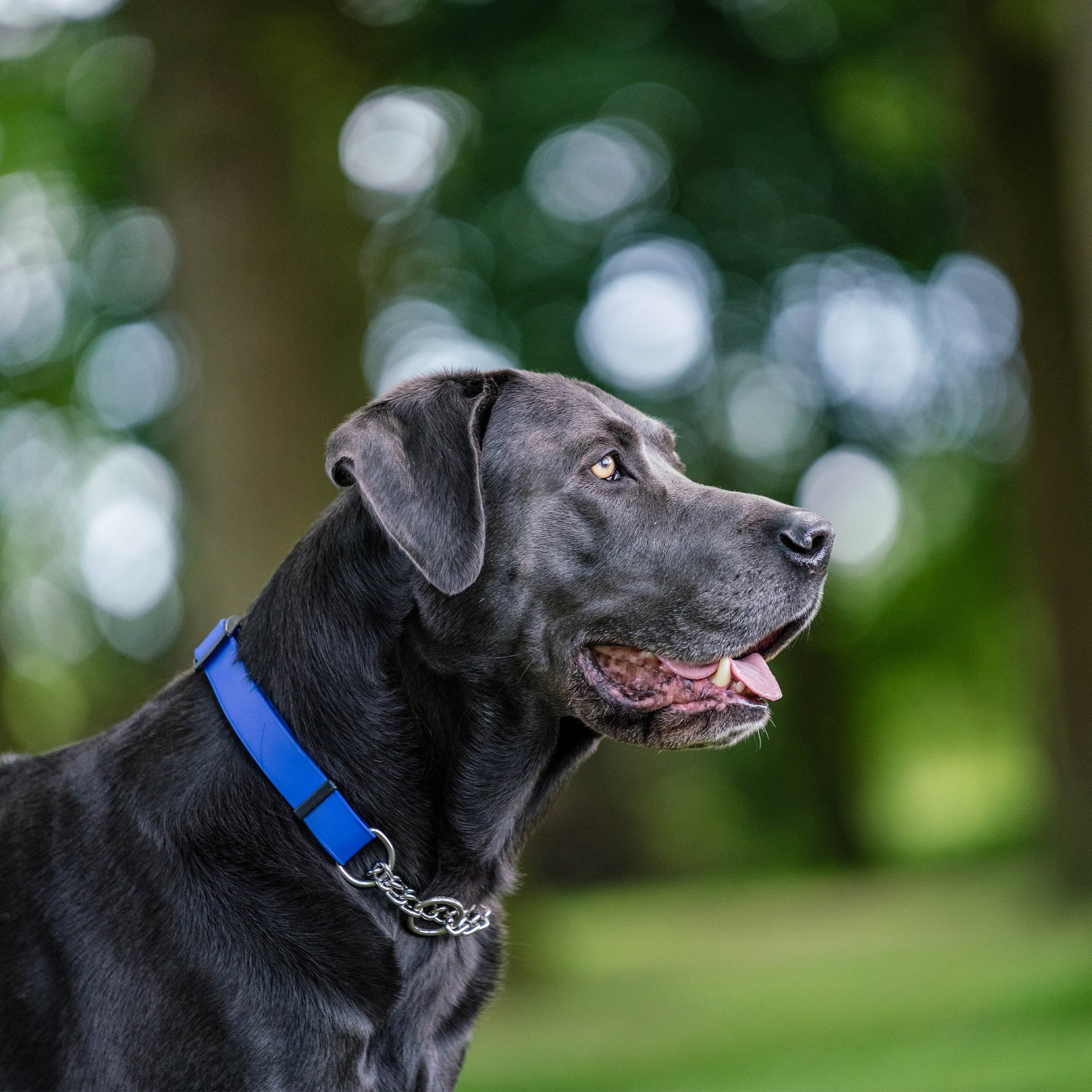 schwarzer Hund mit blauen Biothane Halsband